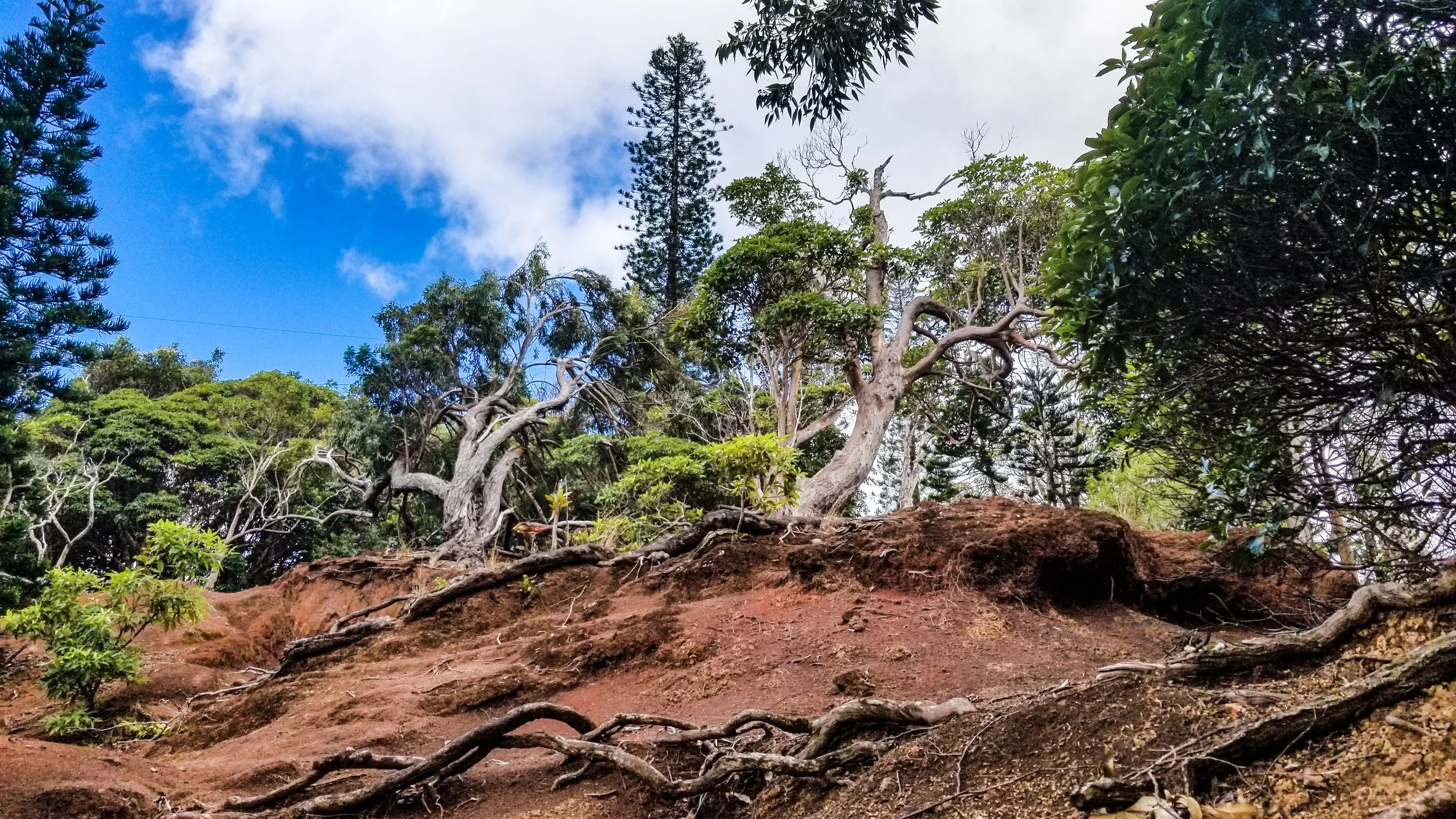 Aeia Loop Trail-7.jpg