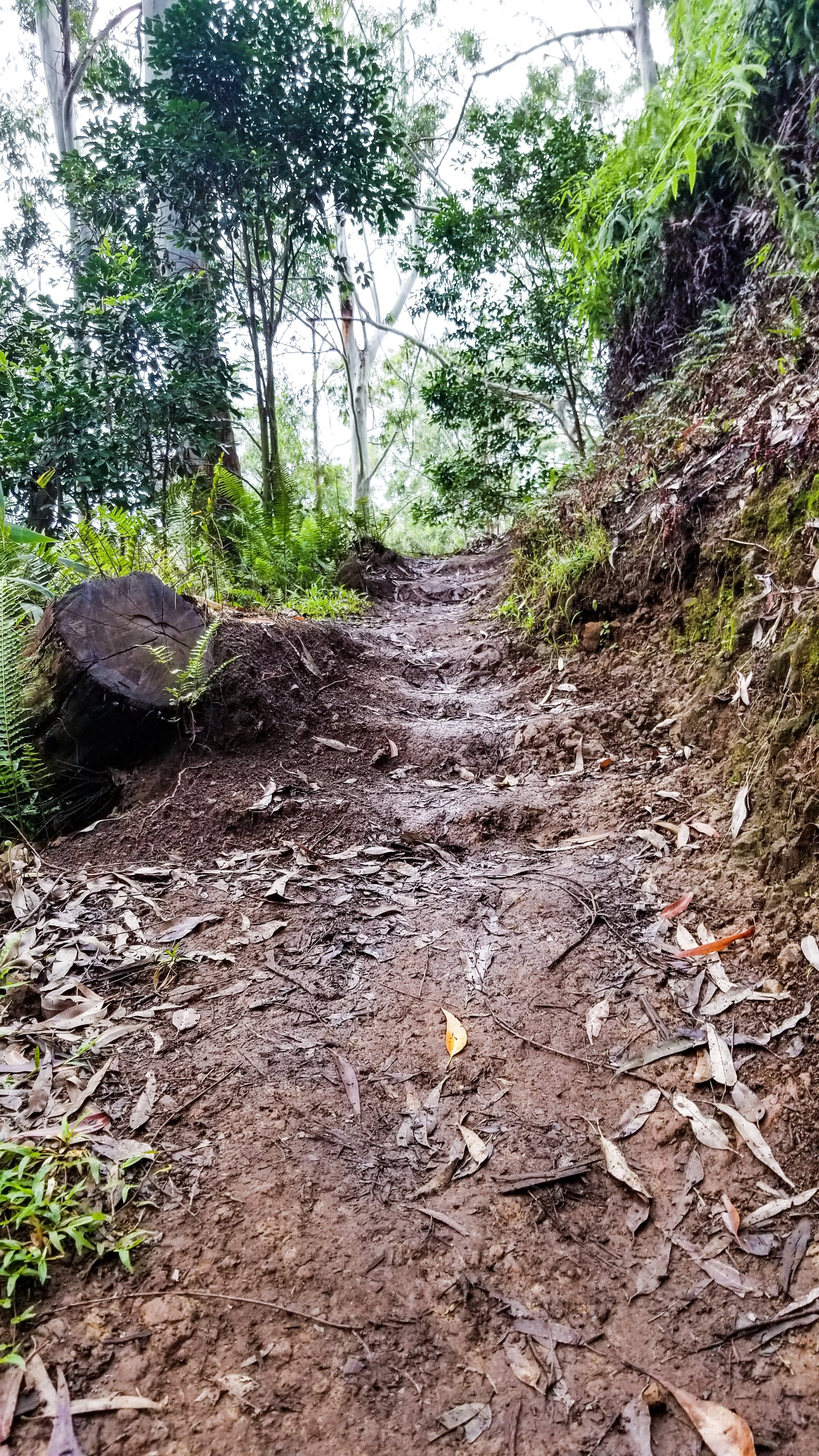 Aeia Loop Trail-8.jpg