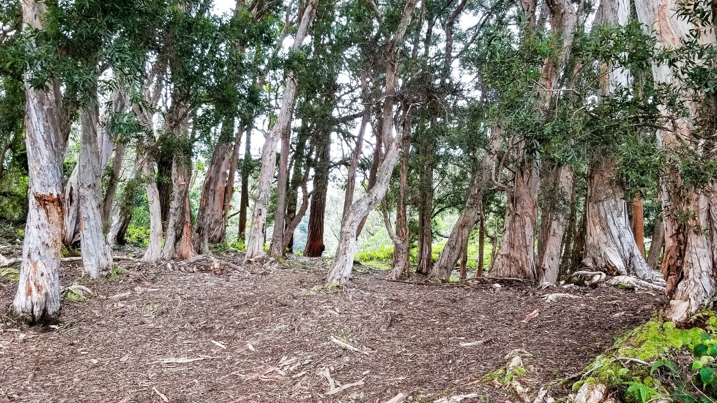 Aeia Loop Trail-11.jpg