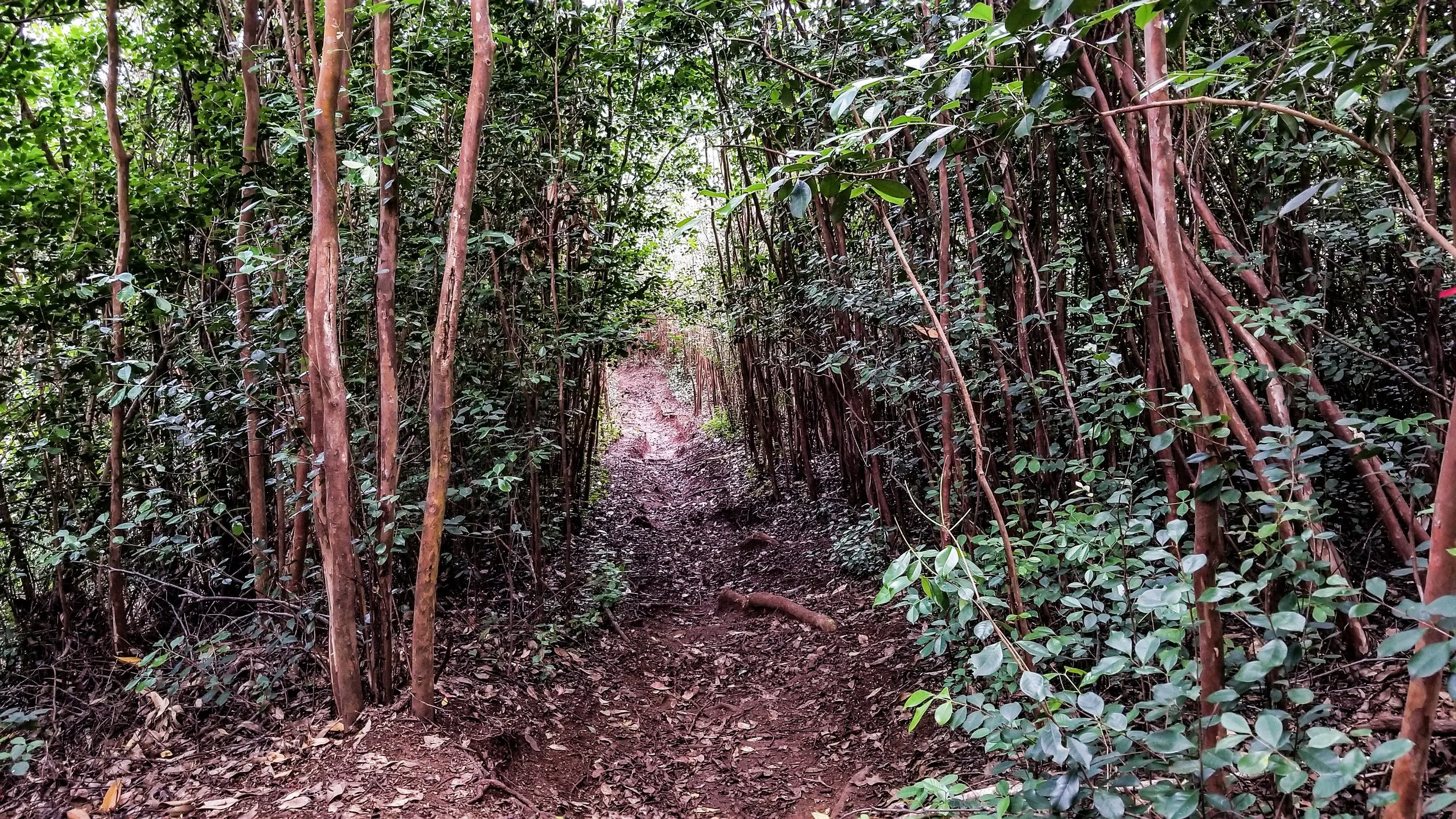 Aeia Loop Trail-12.jpg