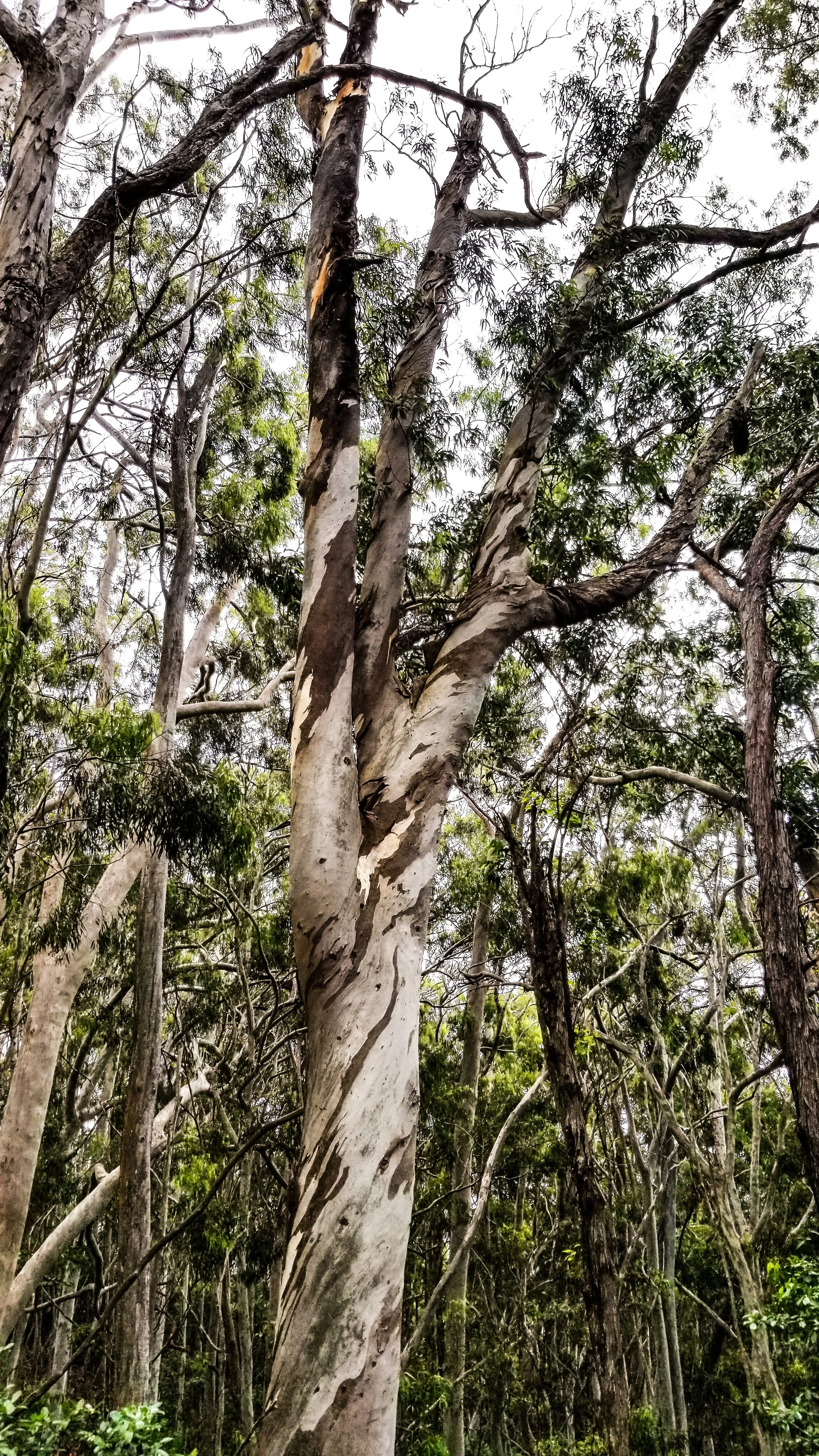 Aeia Loop Trail-14.jpg