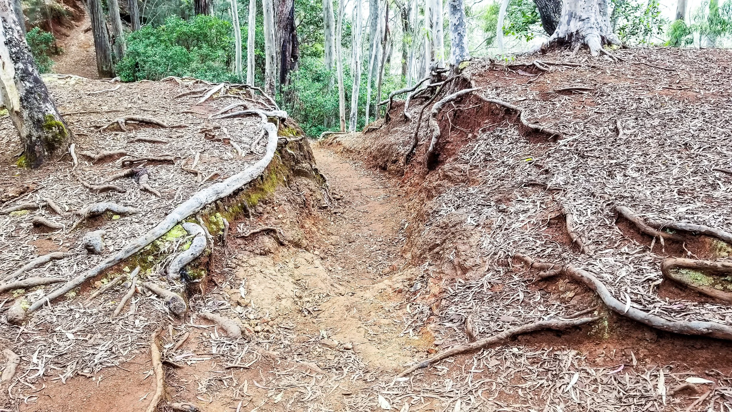 Aeia Loop Trail-15.jpg