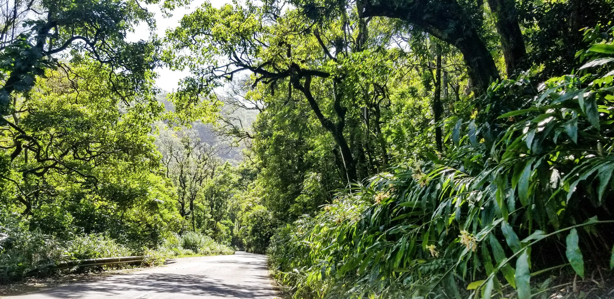 Road to Hana-4.jpg