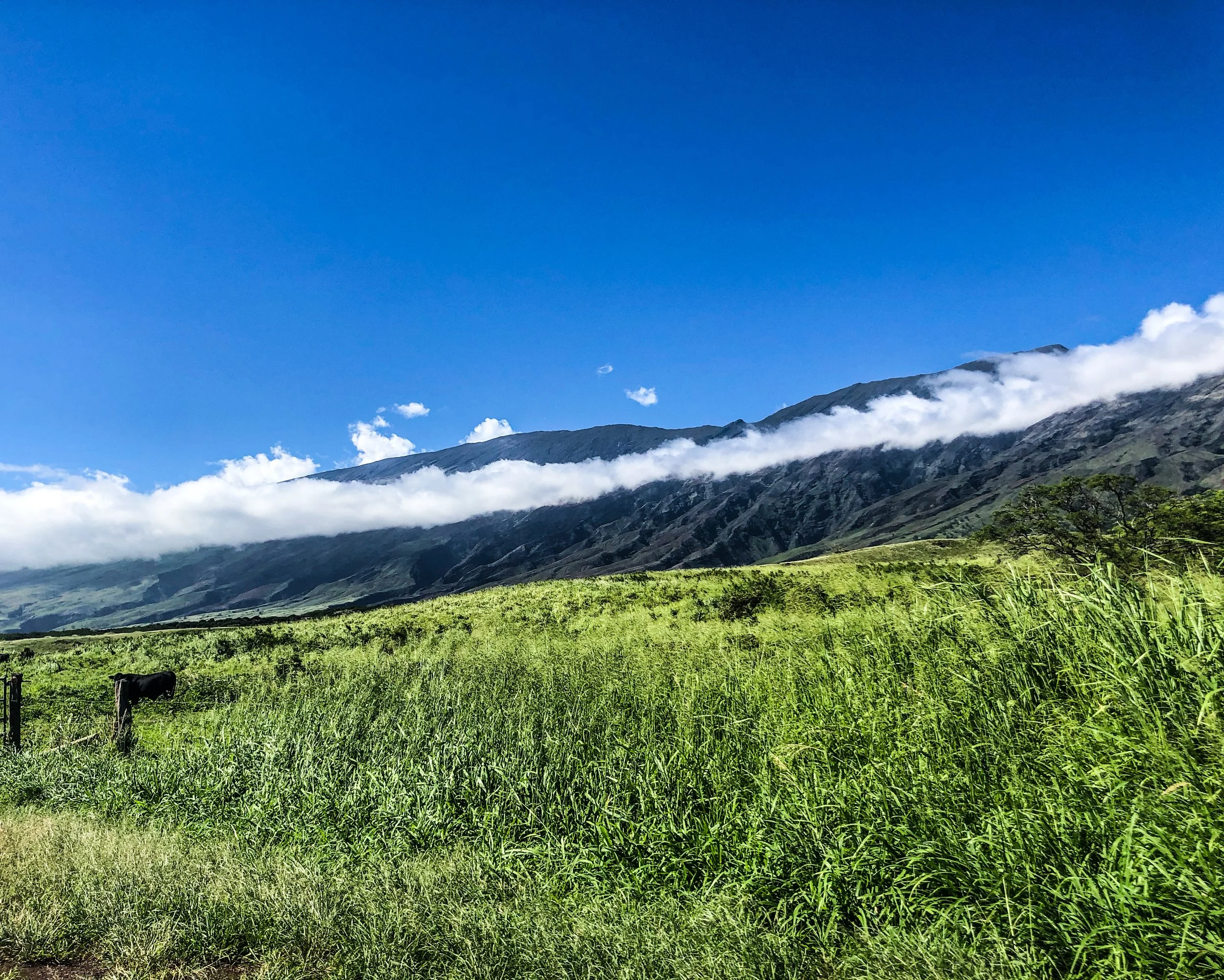 Road to Hana-13.jpg
