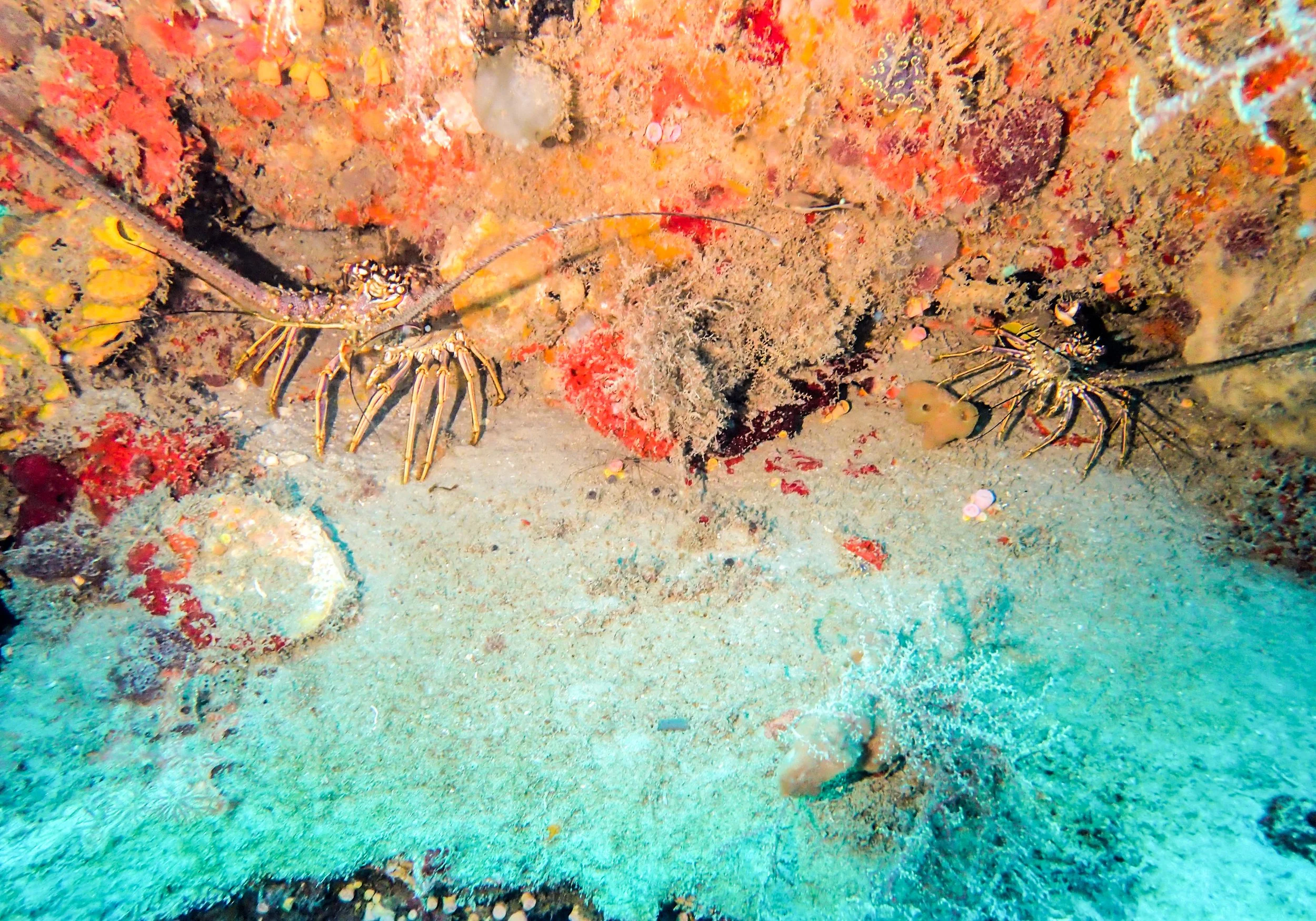 DA SB-6.jpg
