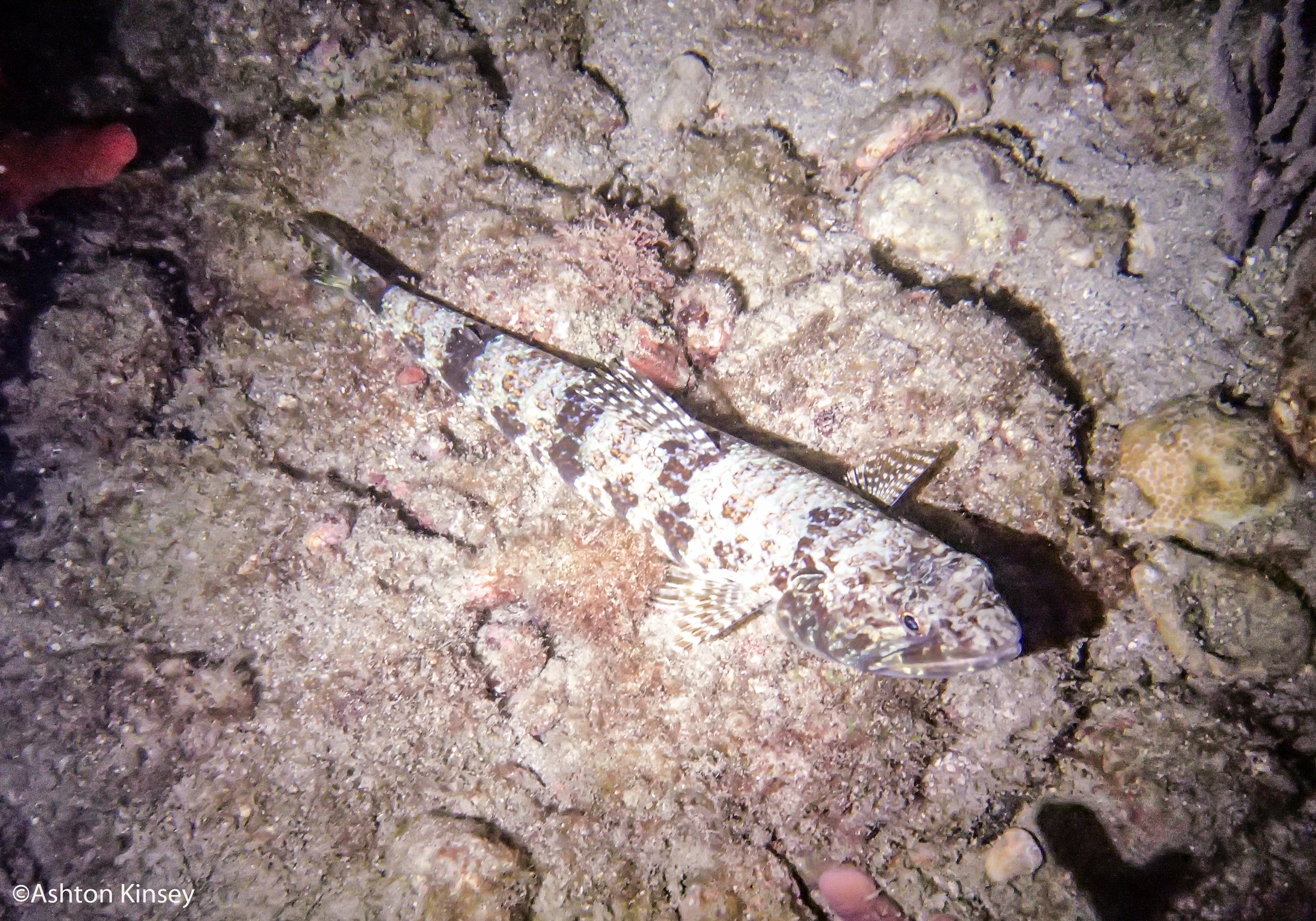 Nursery channel lizard feesh.jpg