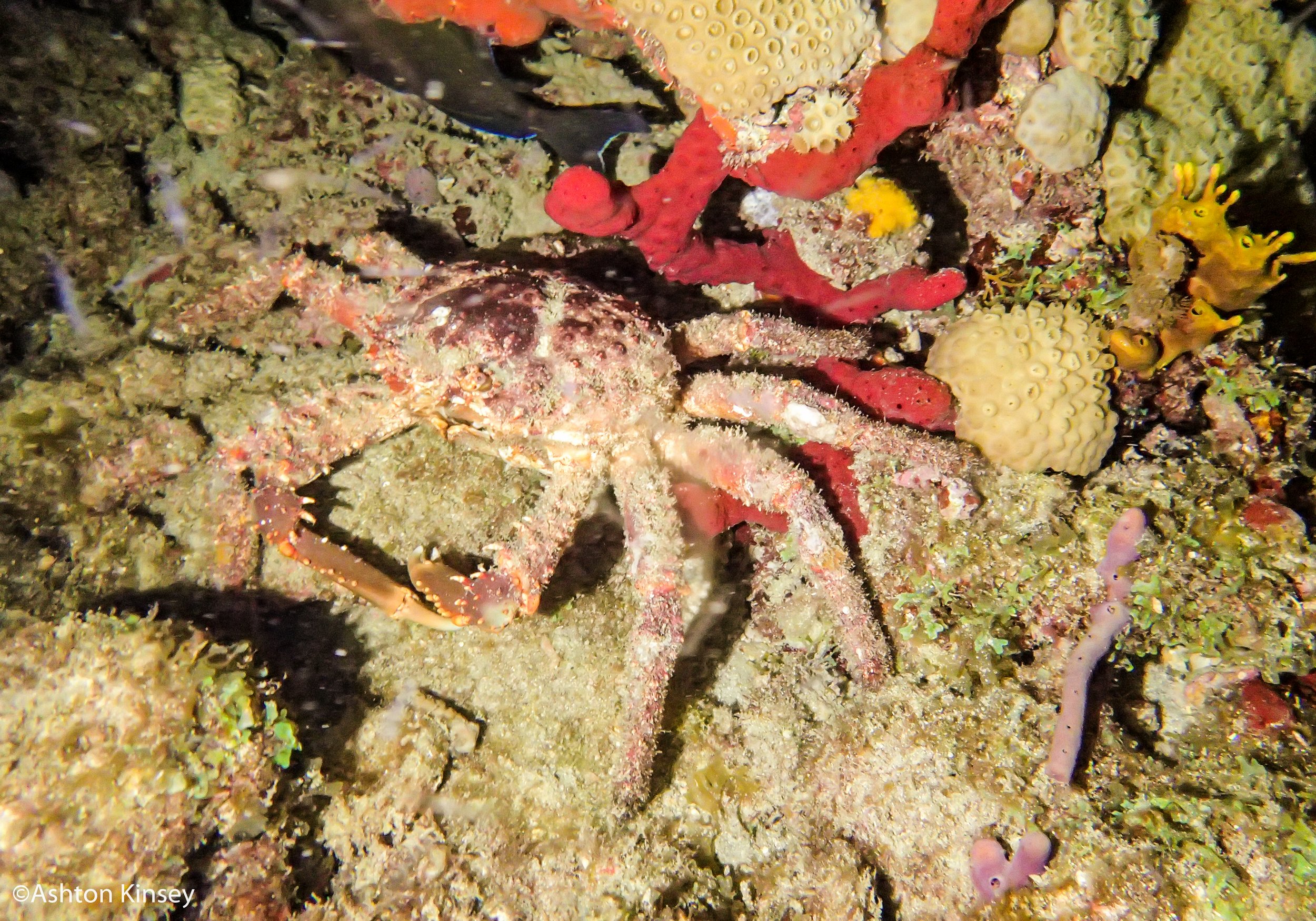 Nursery channel Crab.jpg