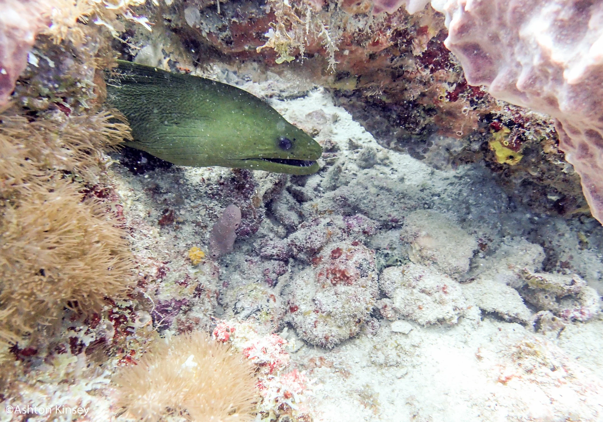 Sancuary eel.jpg