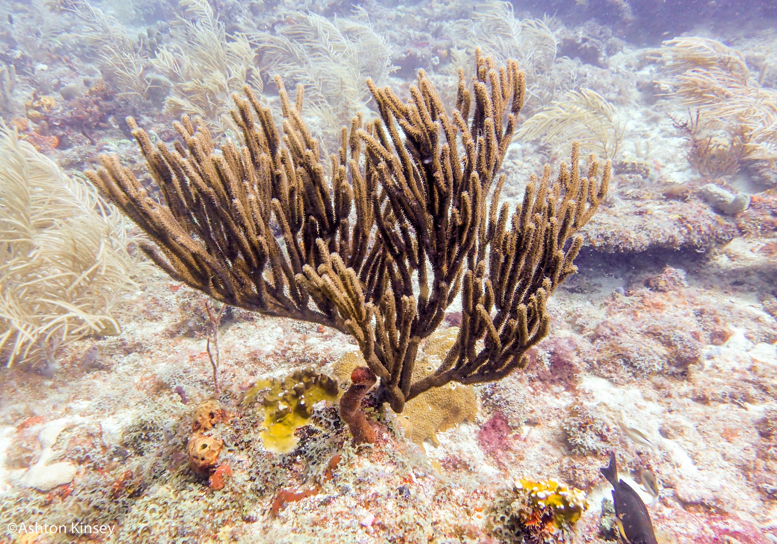 Sancuary corals.jpg