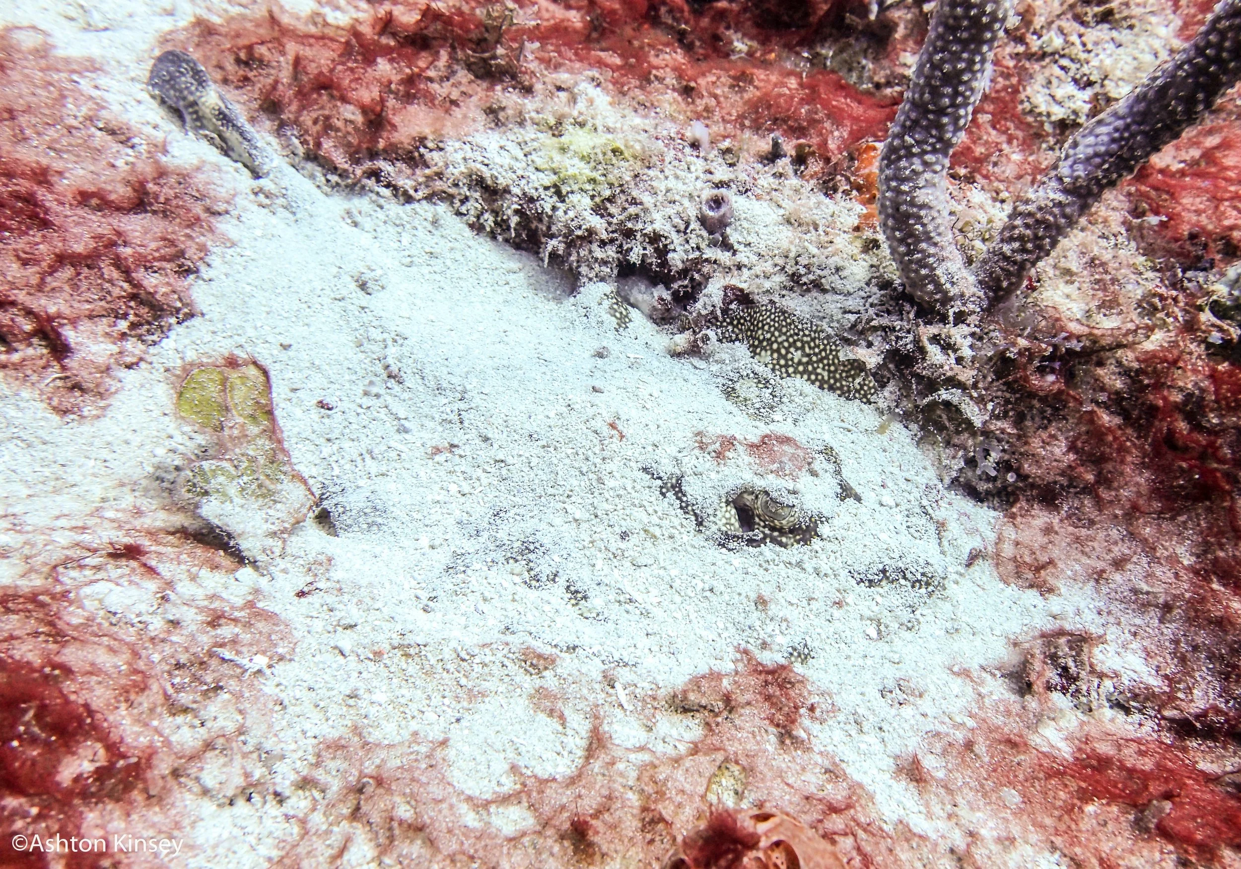 Sancuary string ray.jpg