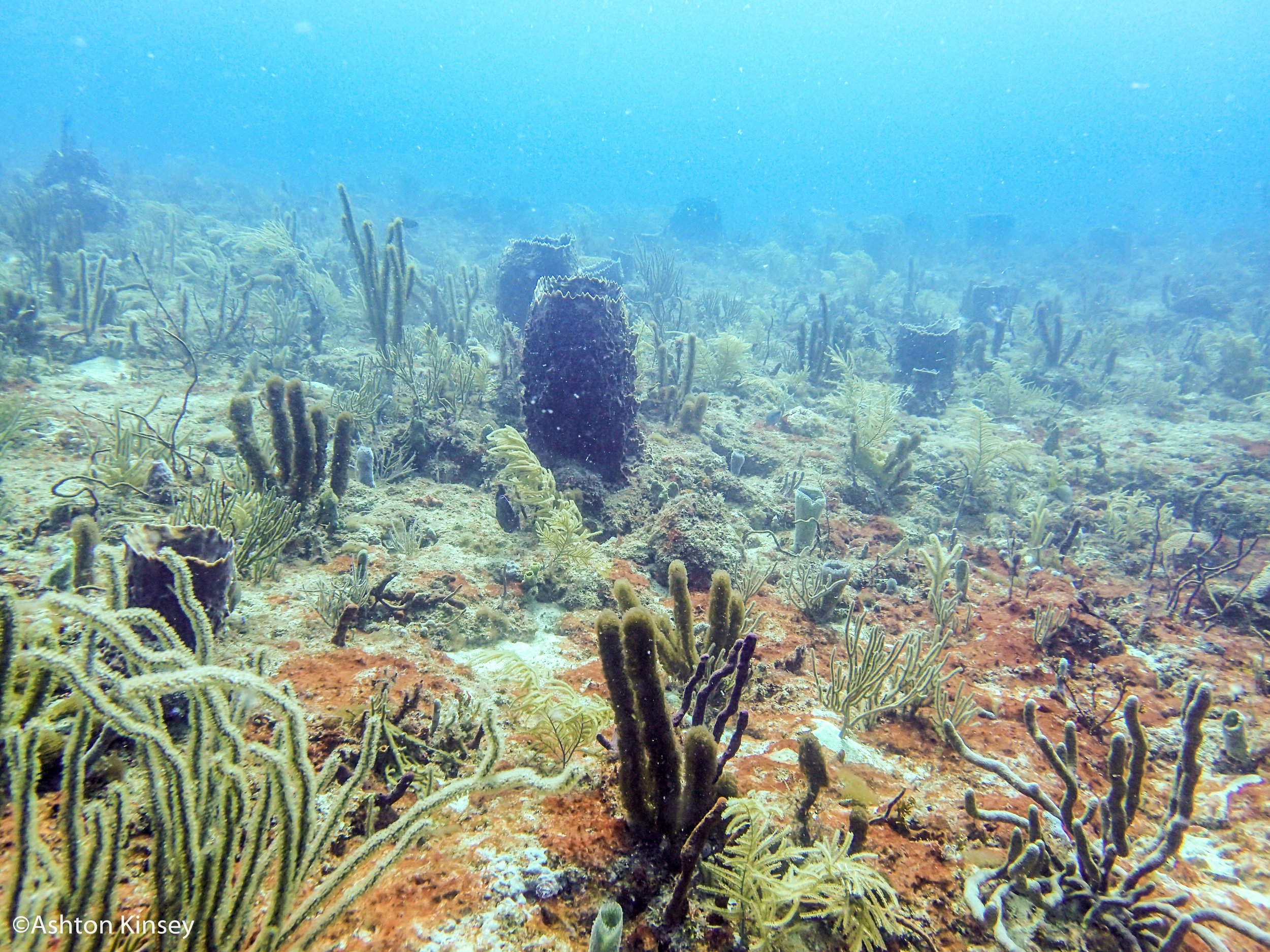 Sancuary wreck.jpg