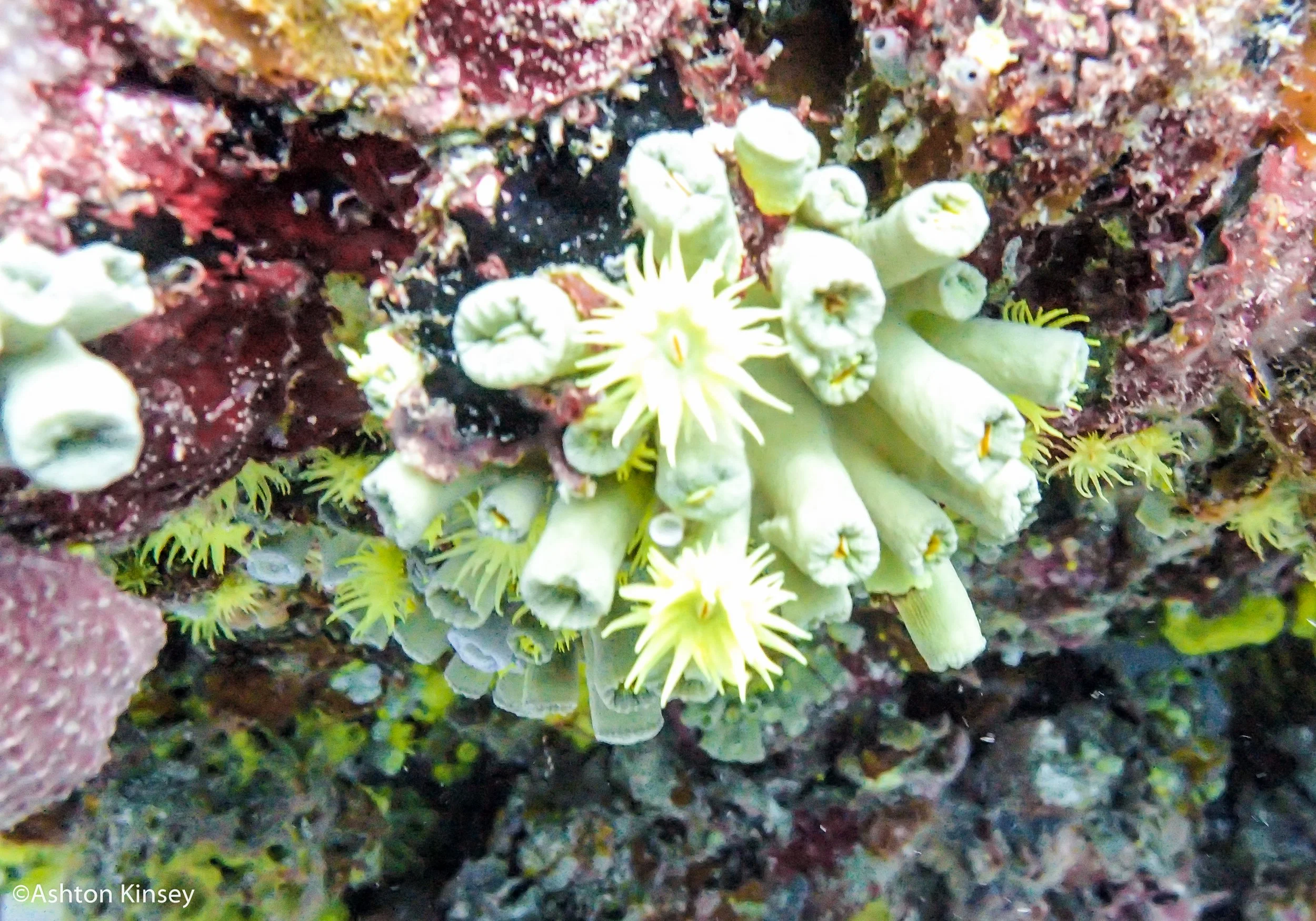 Aqua zoo sun coral.jpg