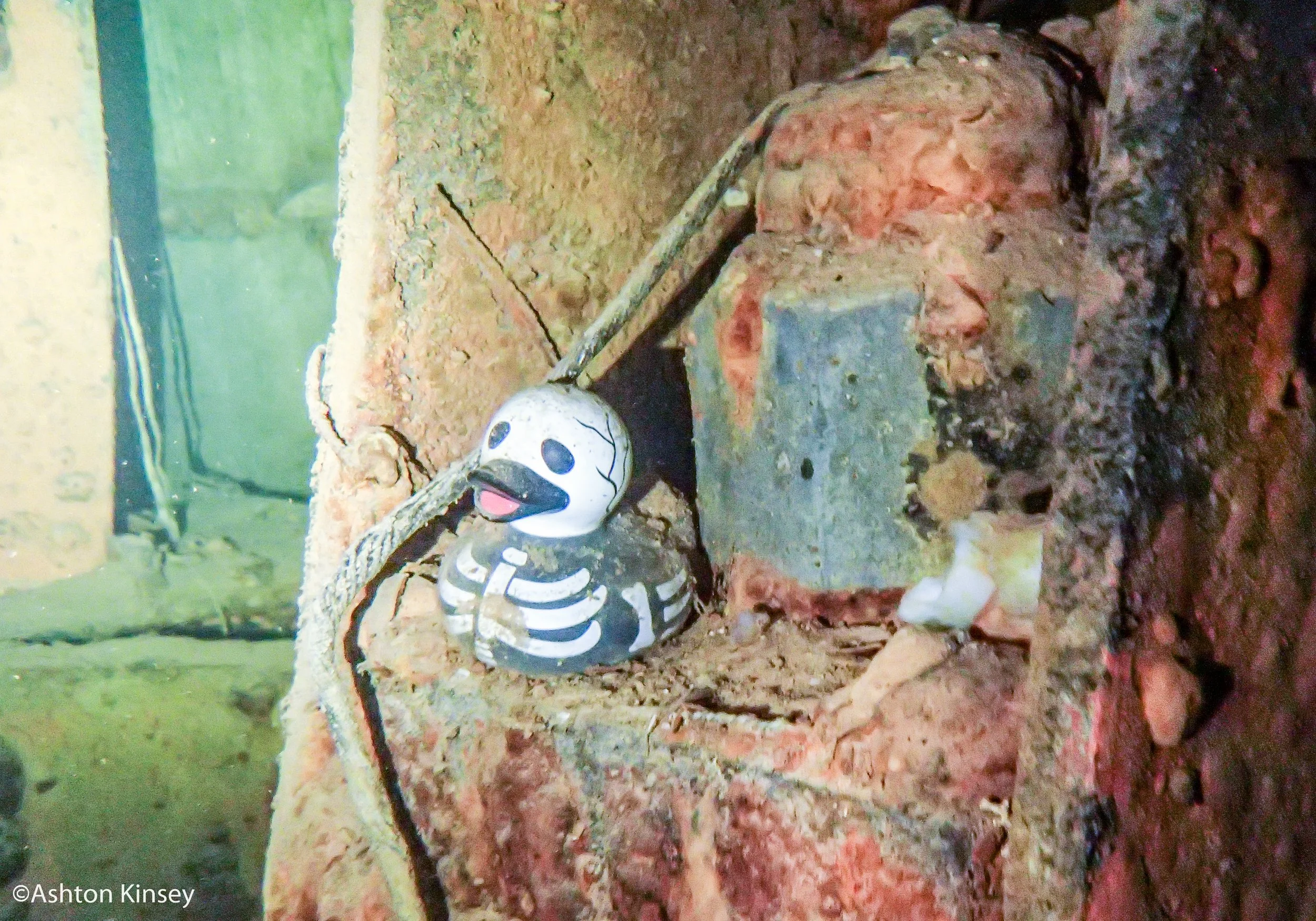 Duck-2.jpg