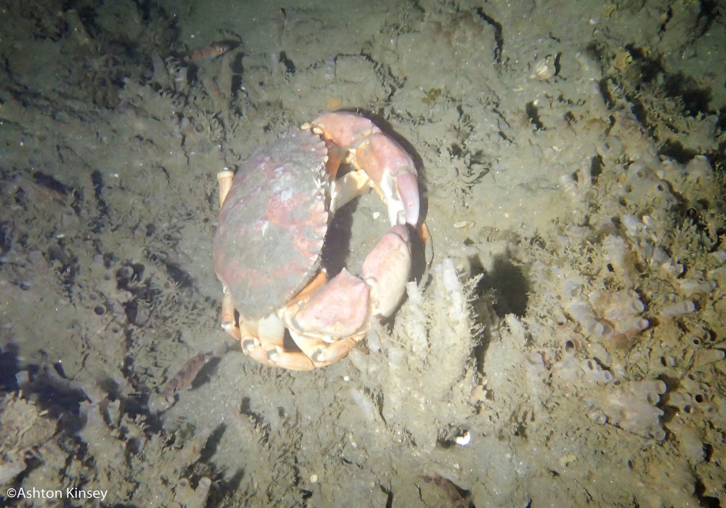 crab.jpg