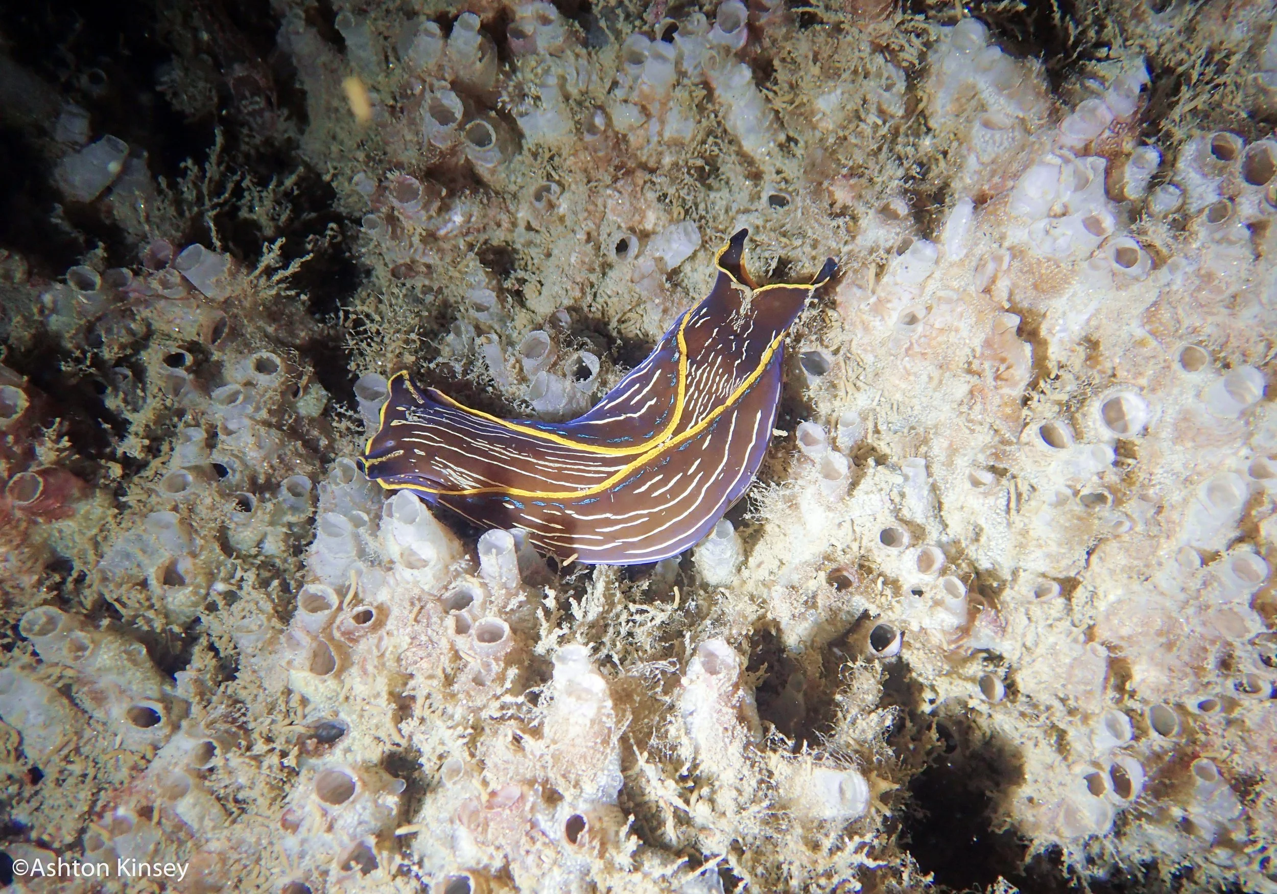 Navanax inermis.jpg