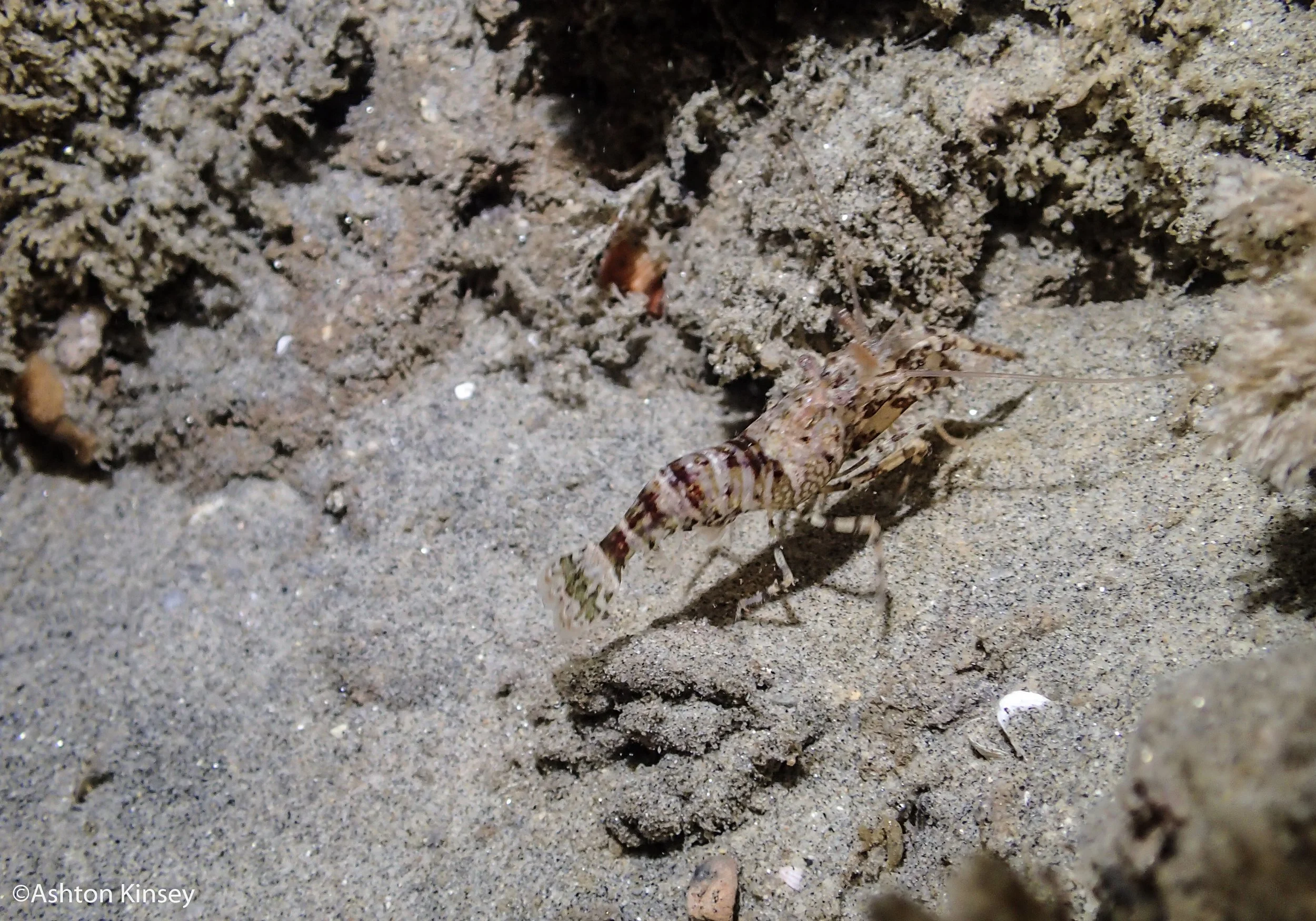 Shrimpo.jpg