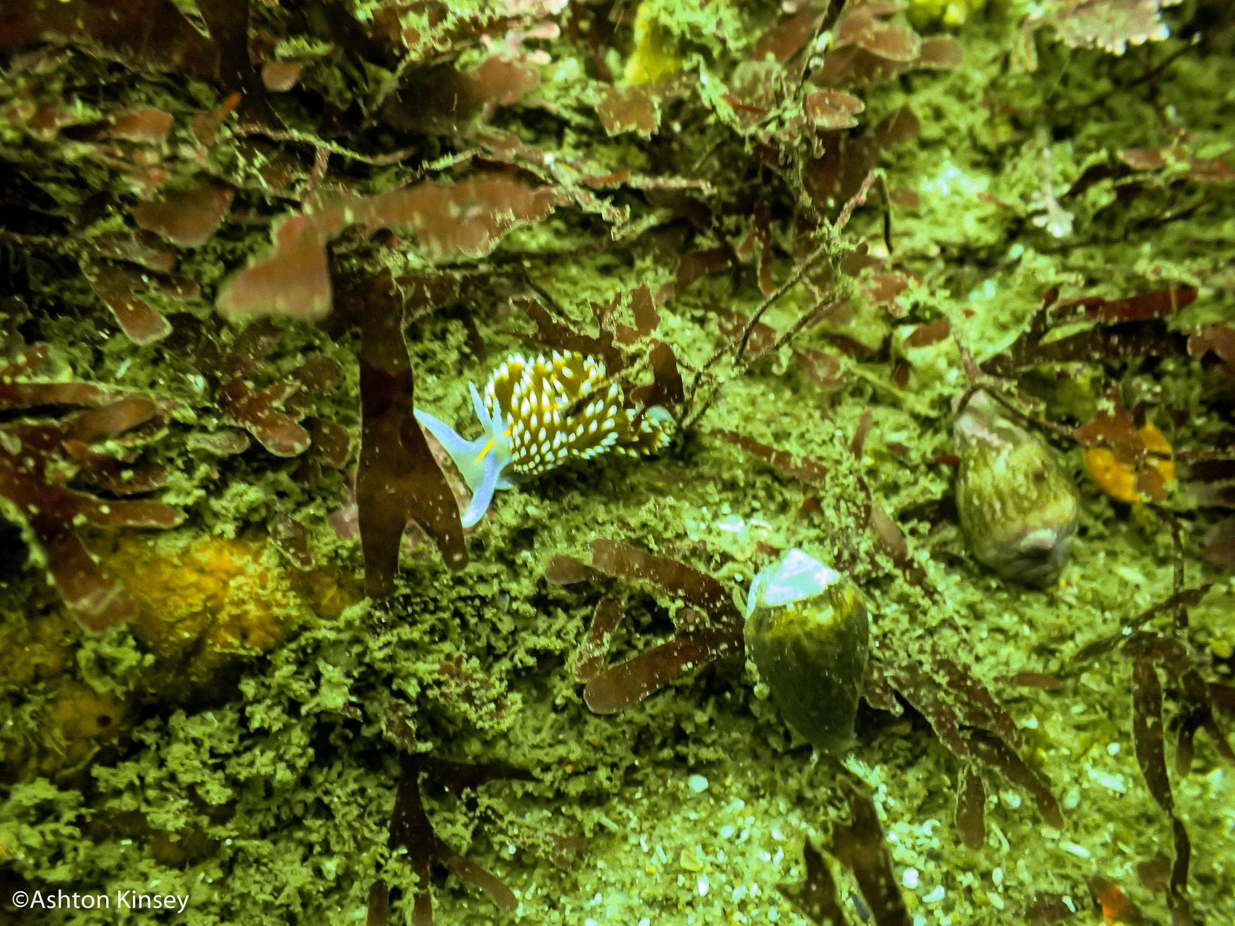 Hermissenda opalescens.jpg