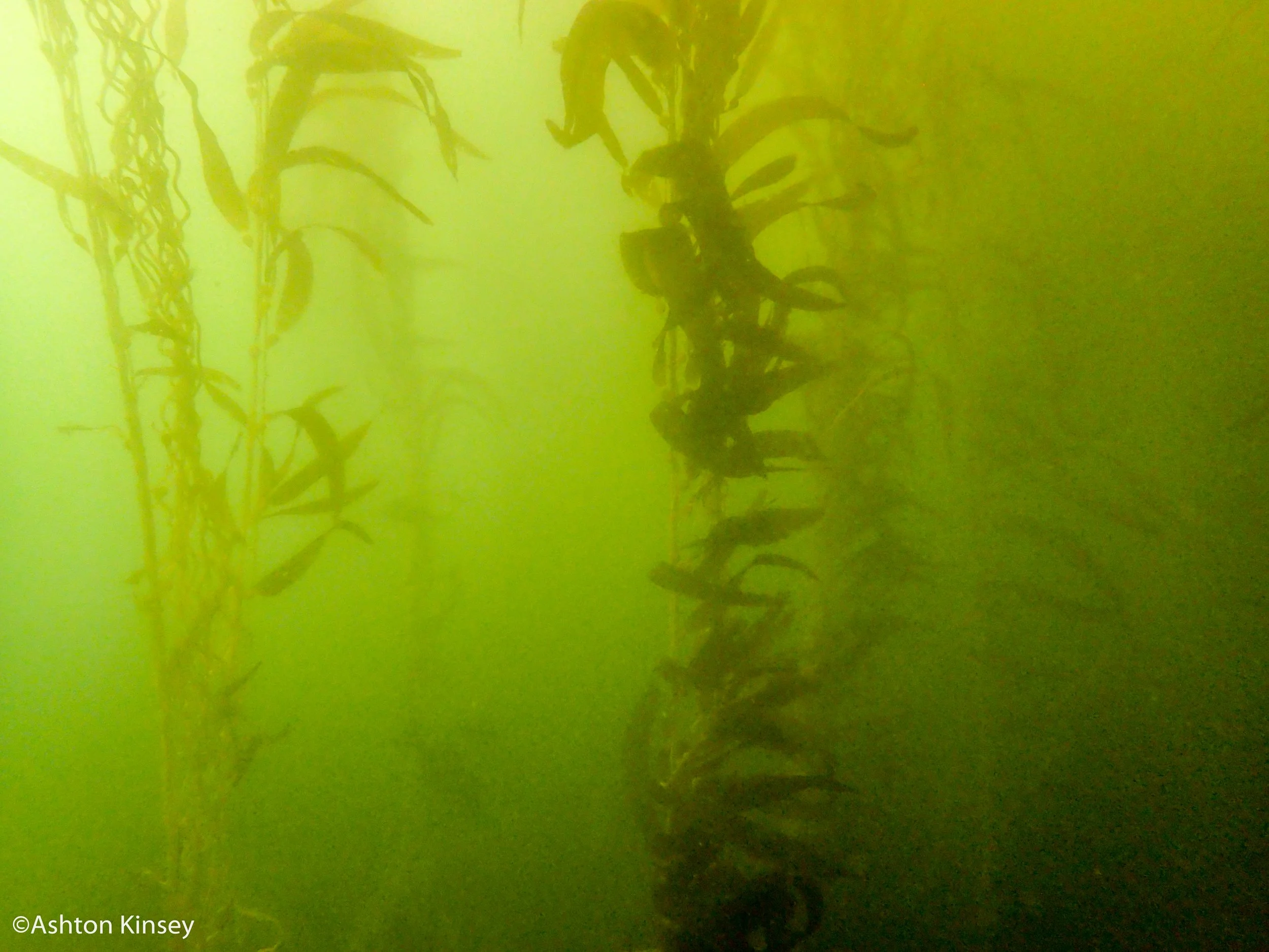 kelp.jpg