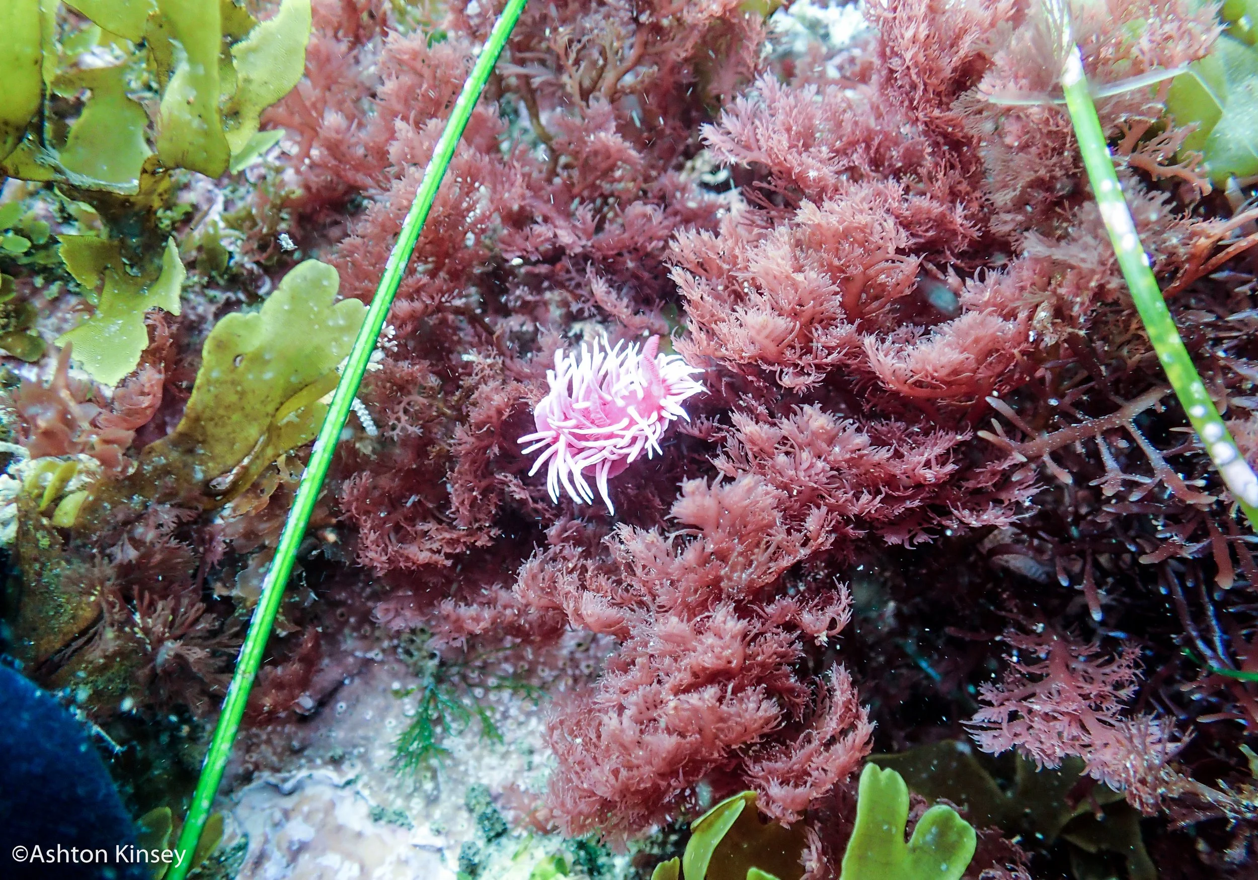 Okenia rosacea, Hopkin's.jpg