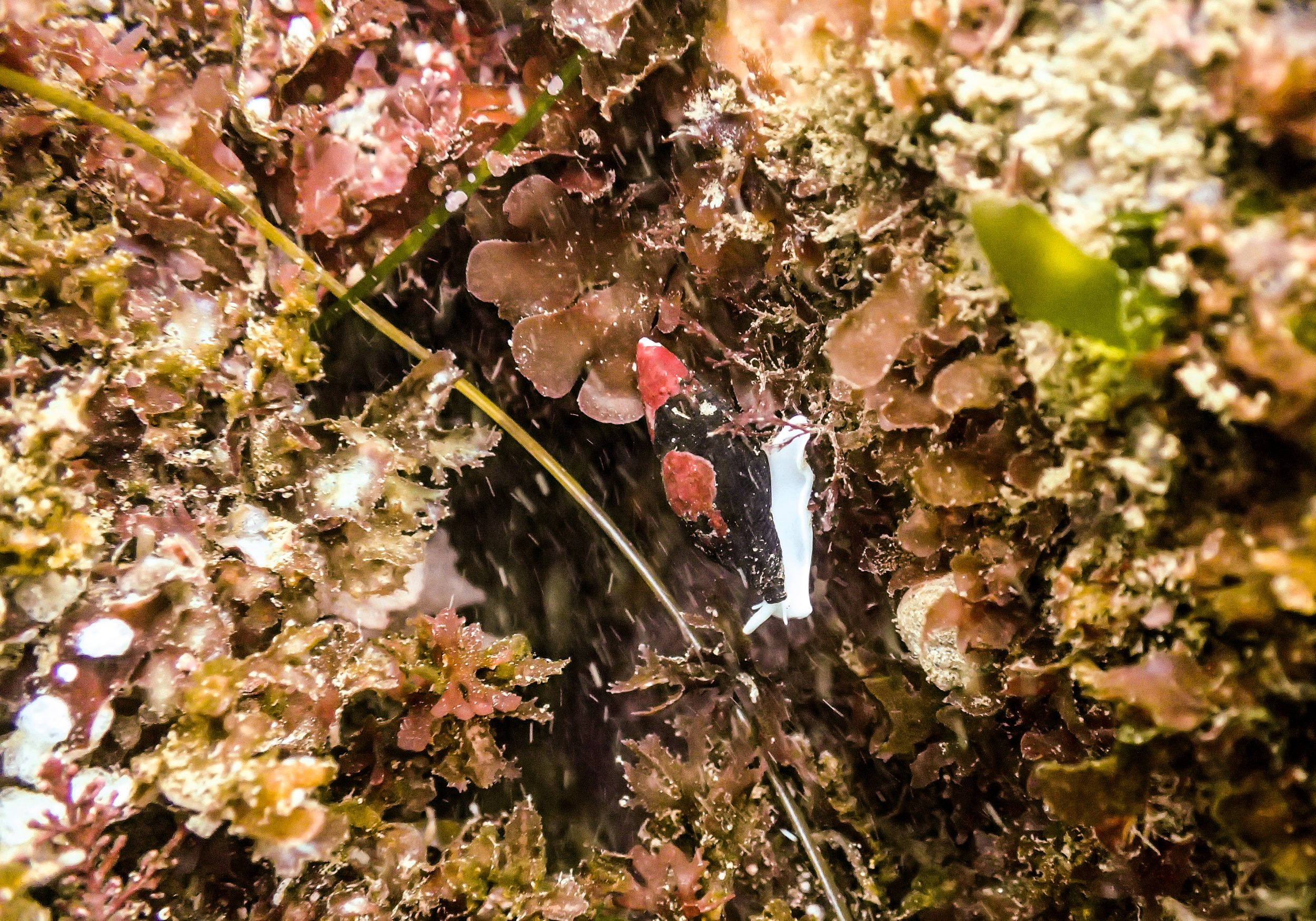 white footed snail.jpg
