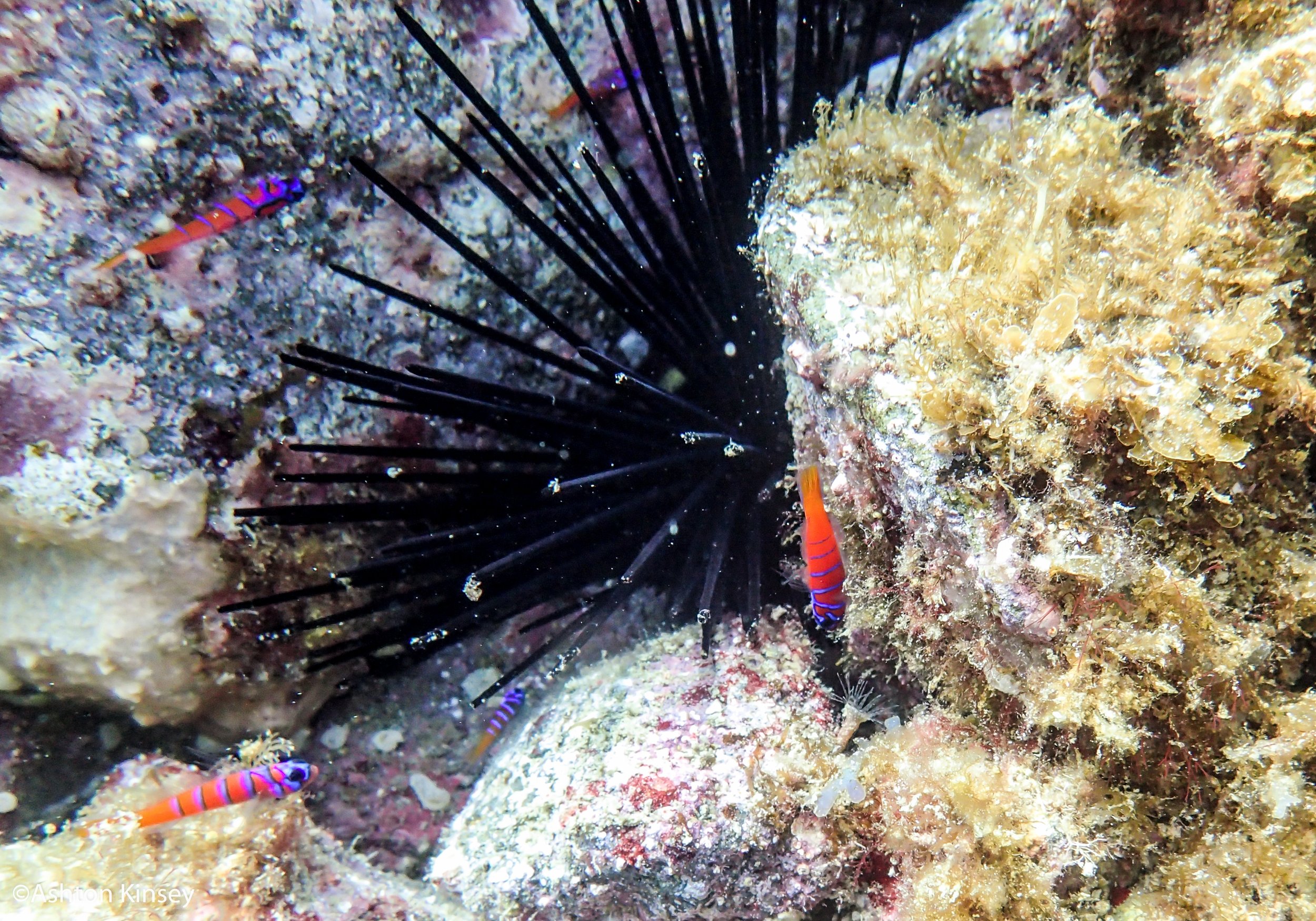 Blue banded goby and urchin.jpg