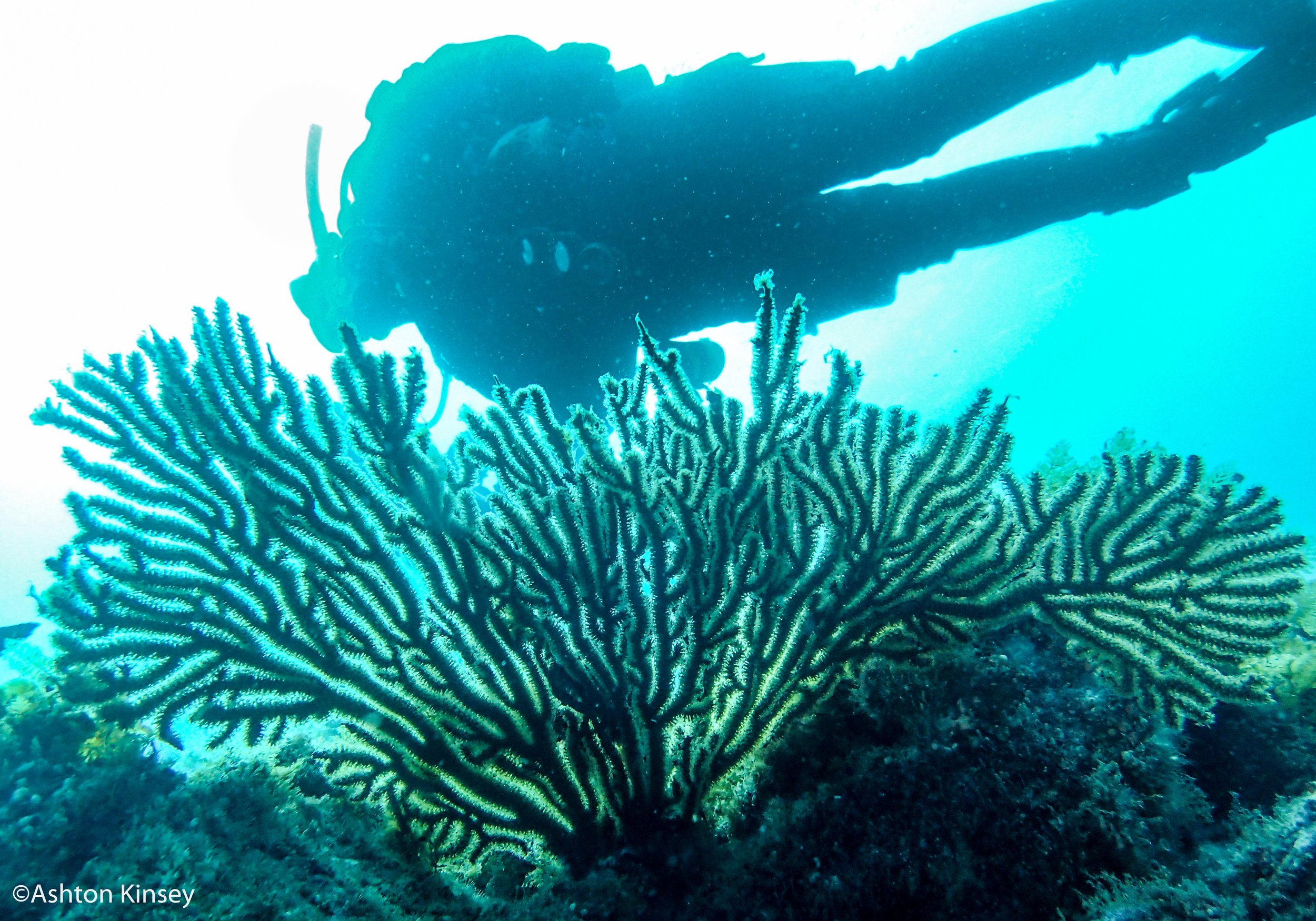 diver.jpg