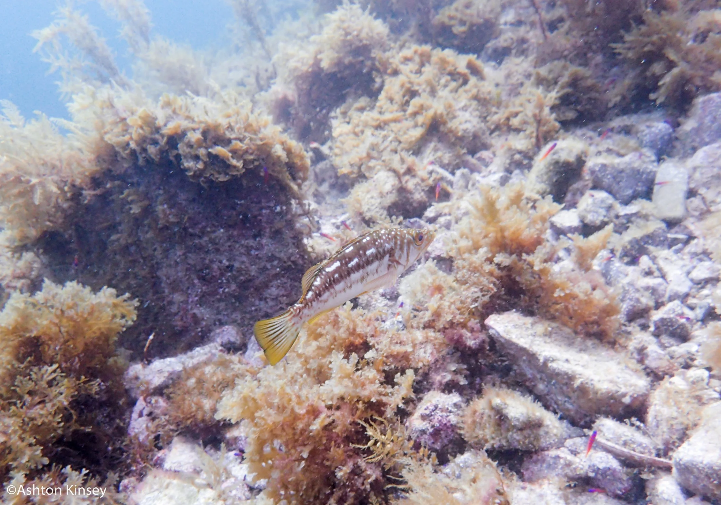 fish.jpg