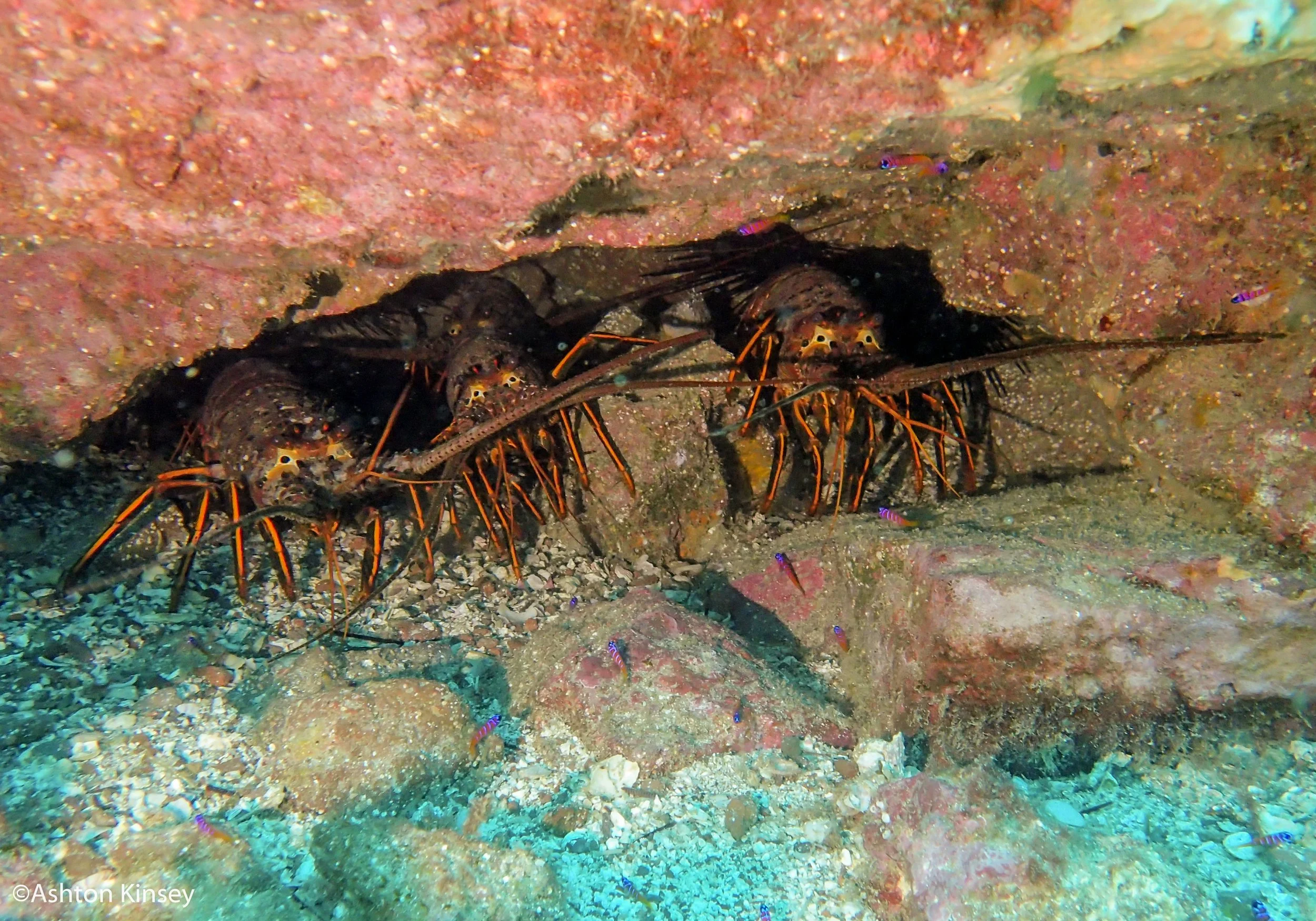 trio of lobsters.jpg