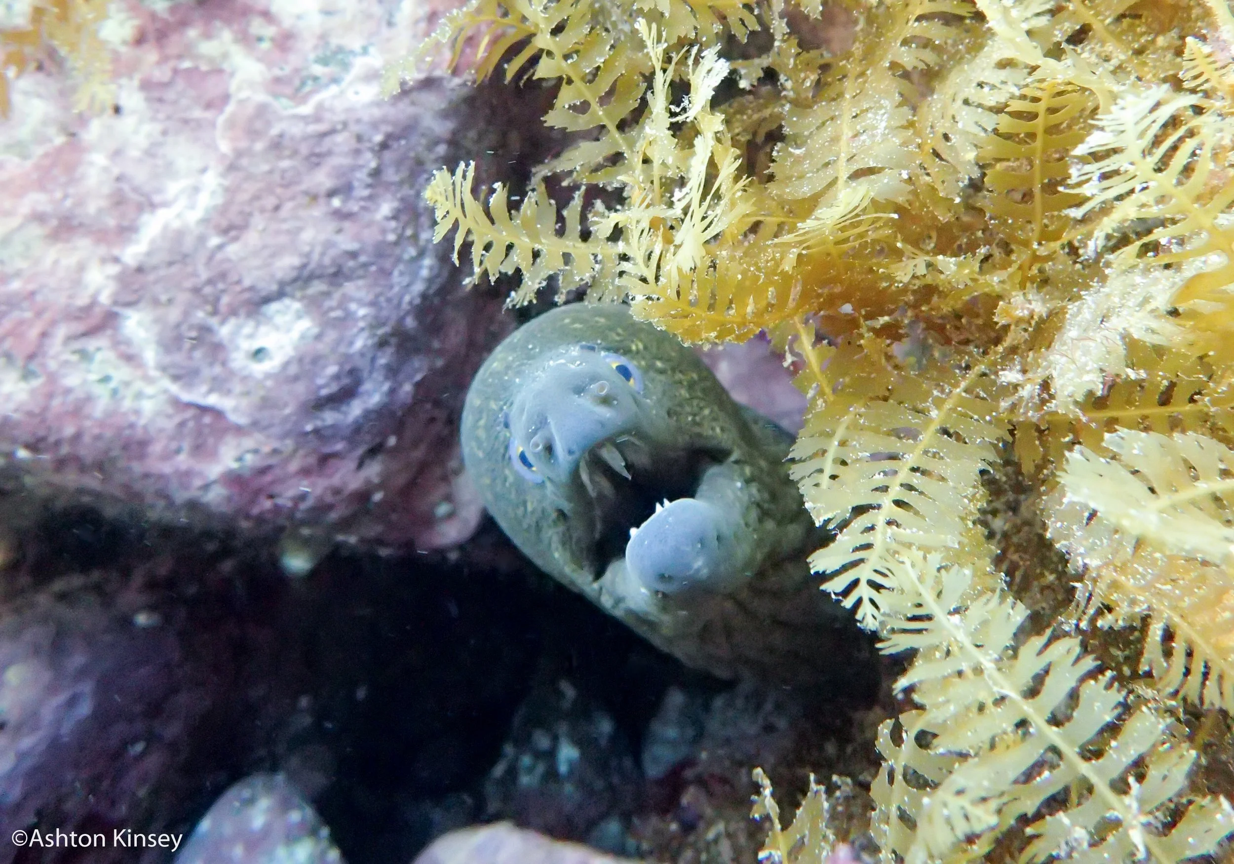 eel.jpg