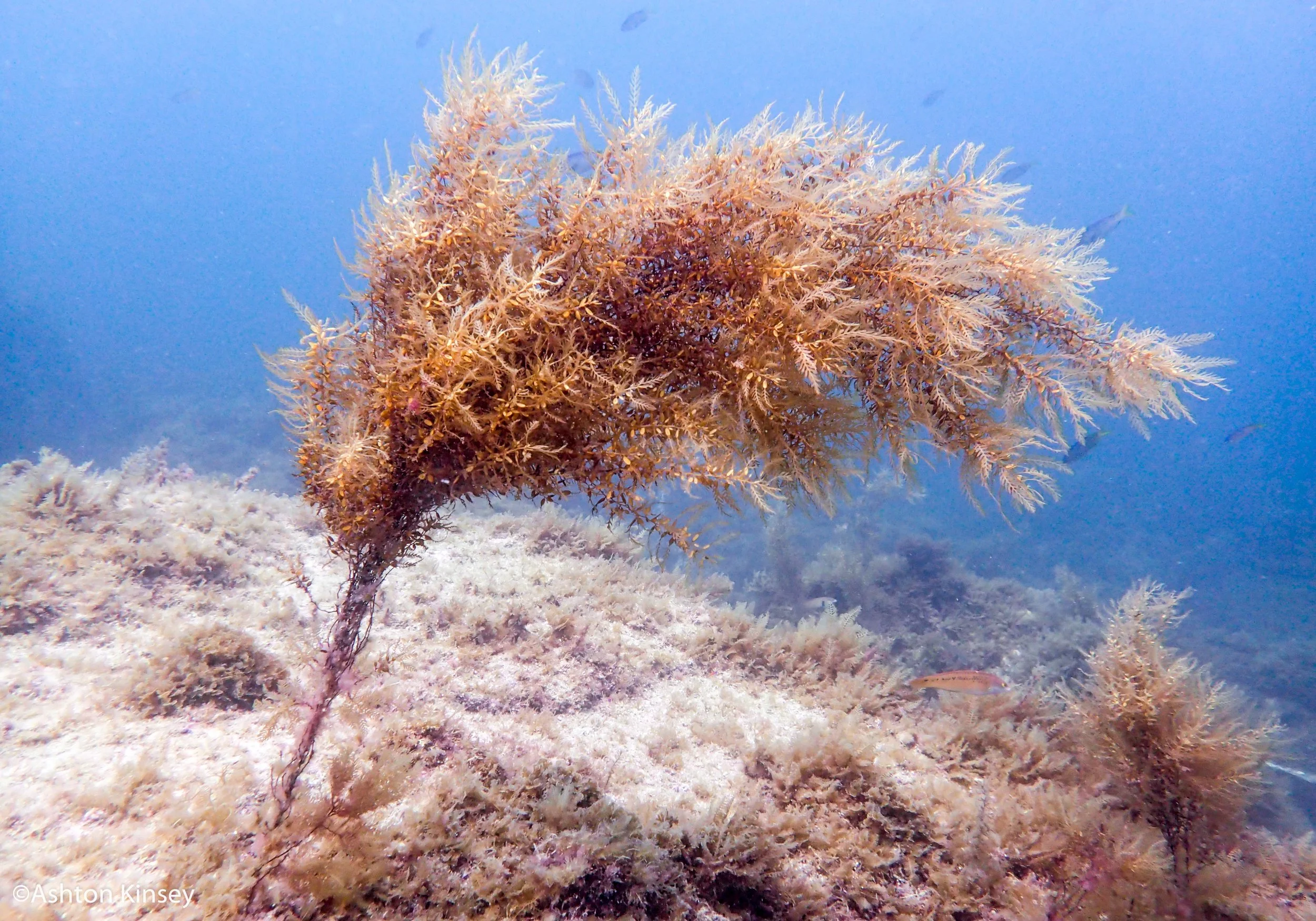 algae.jpg