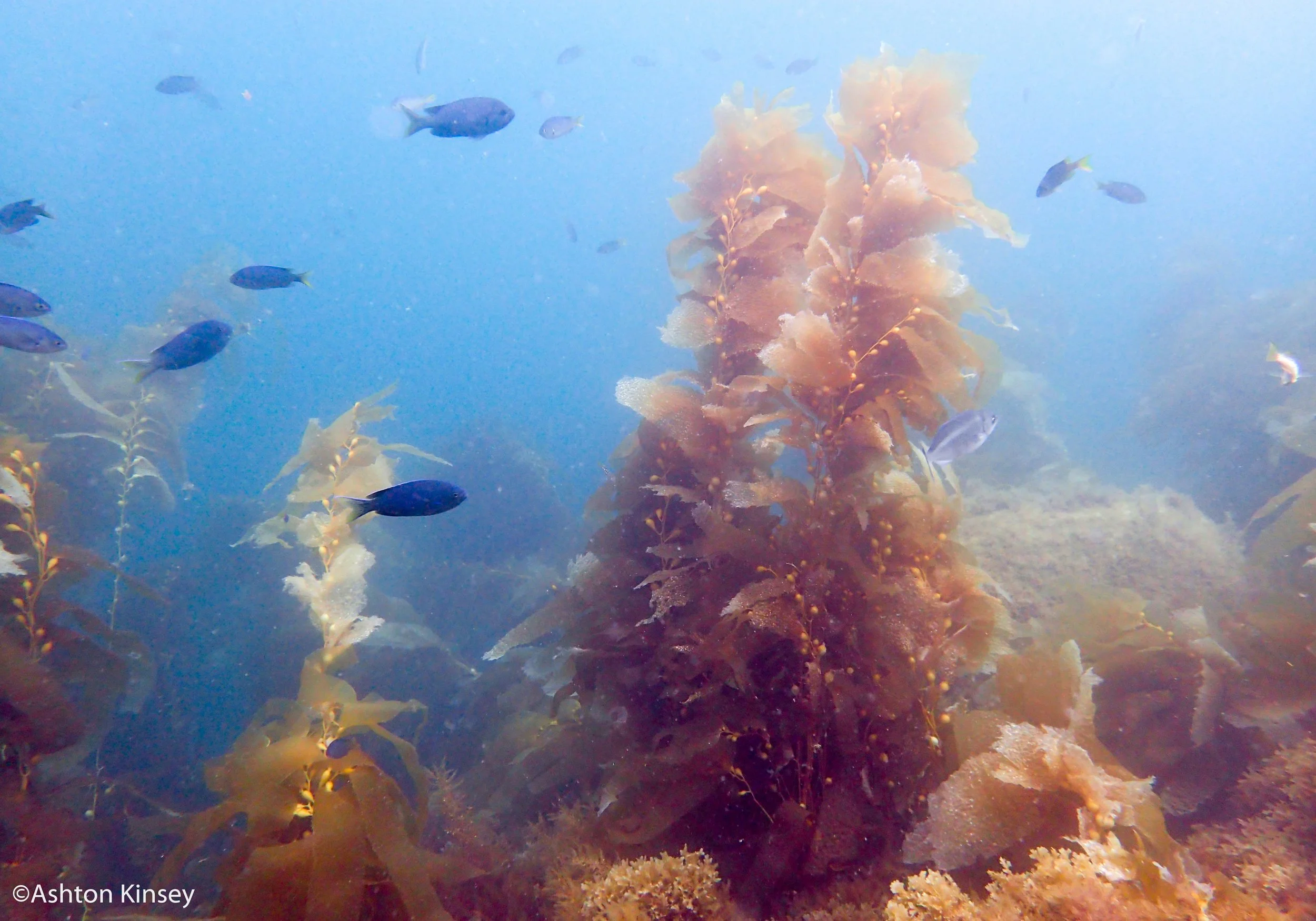 kelp.jpg