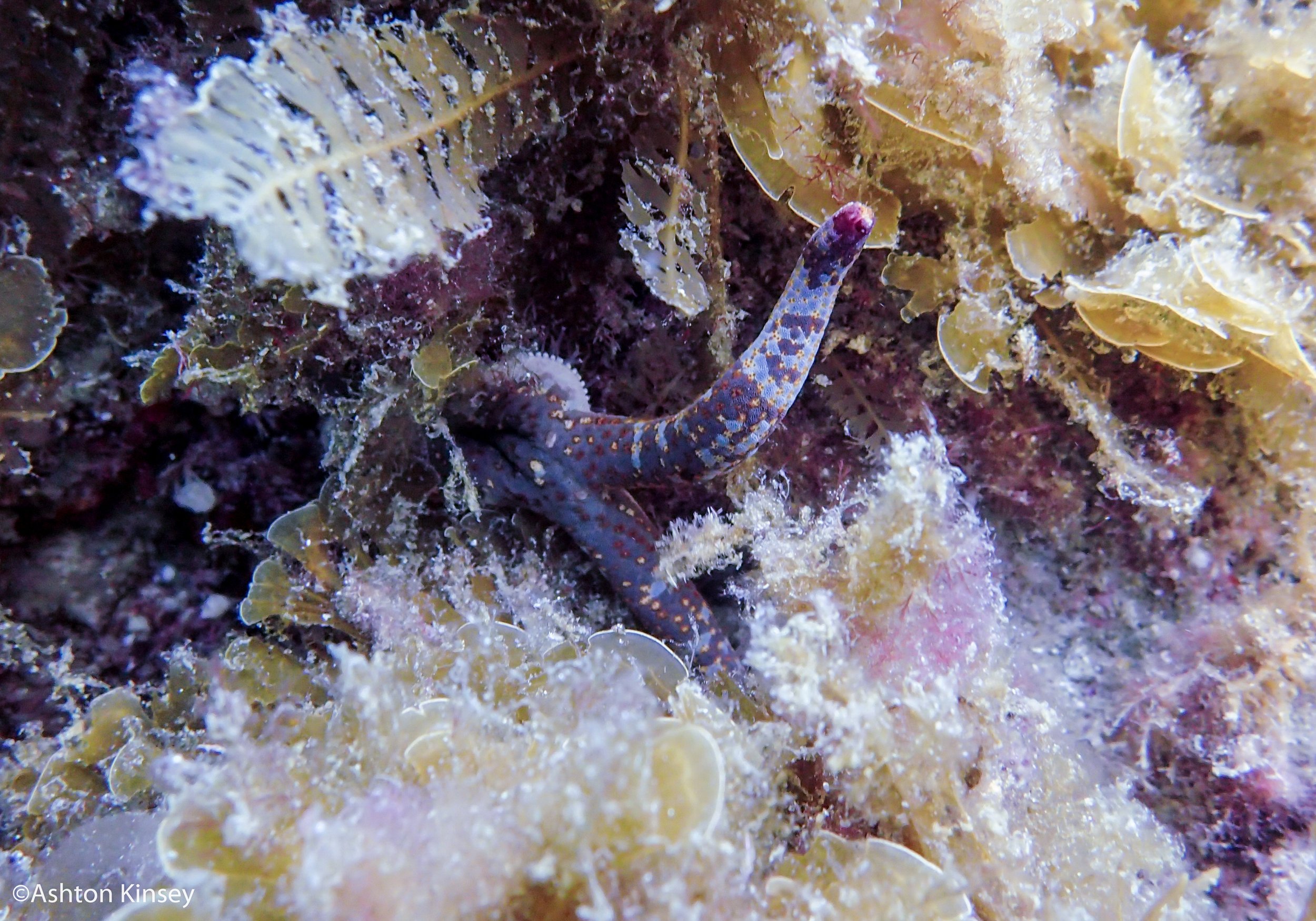 sea star.jpg