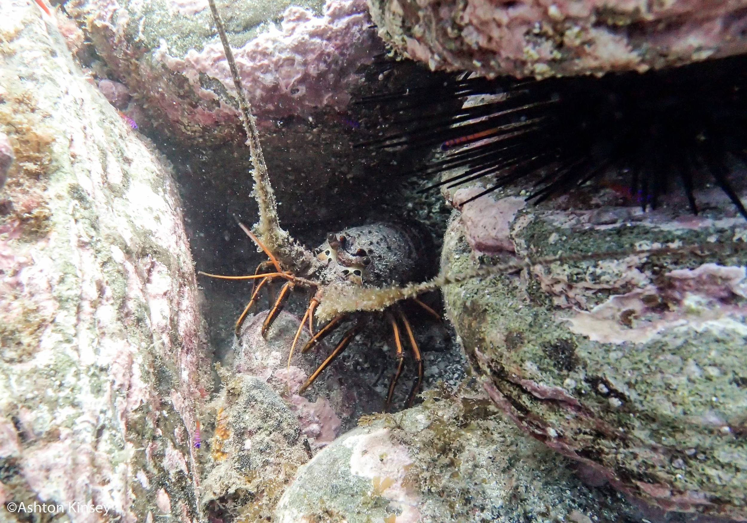 lobster.jpg