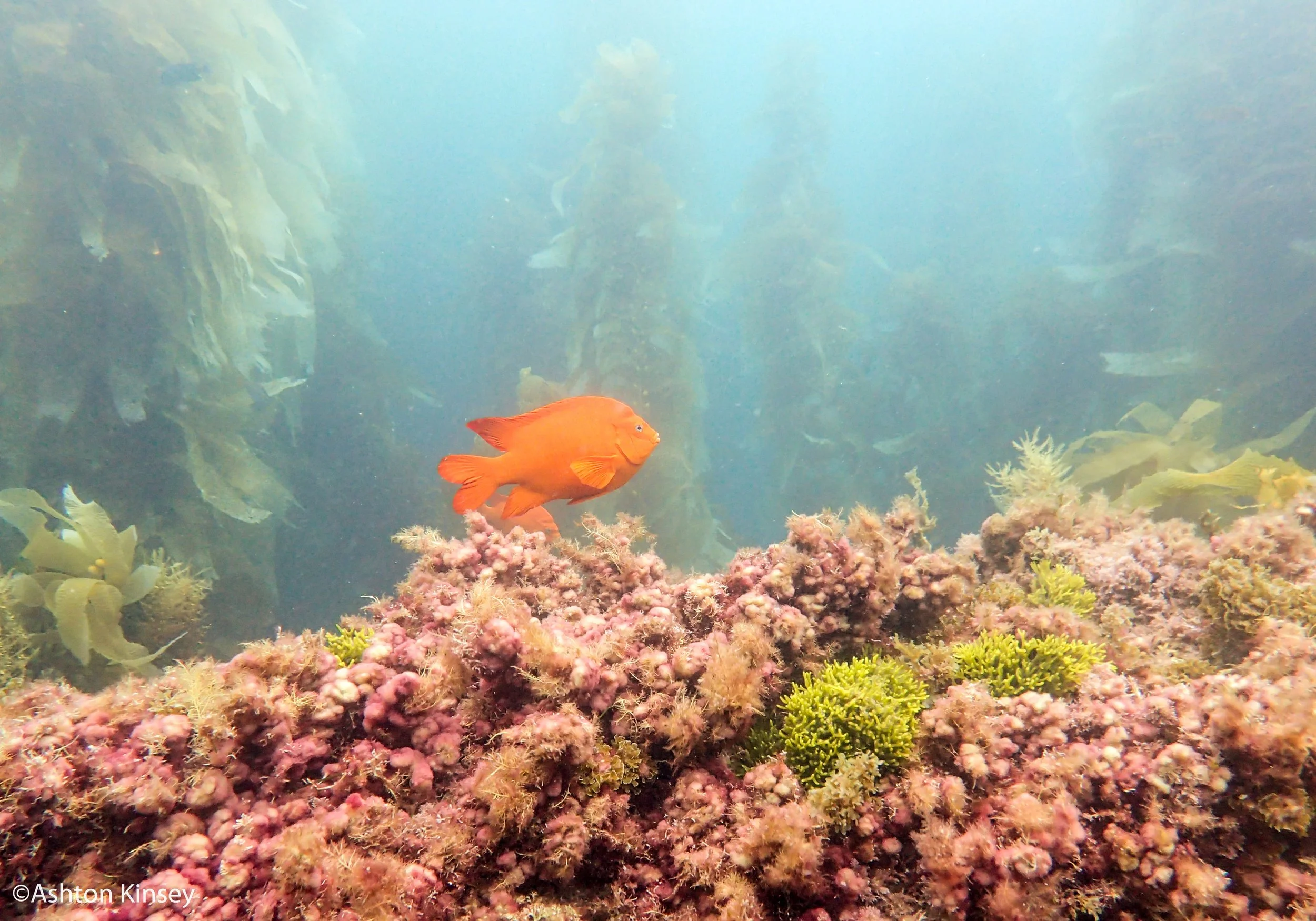 fish and kelp.jpg