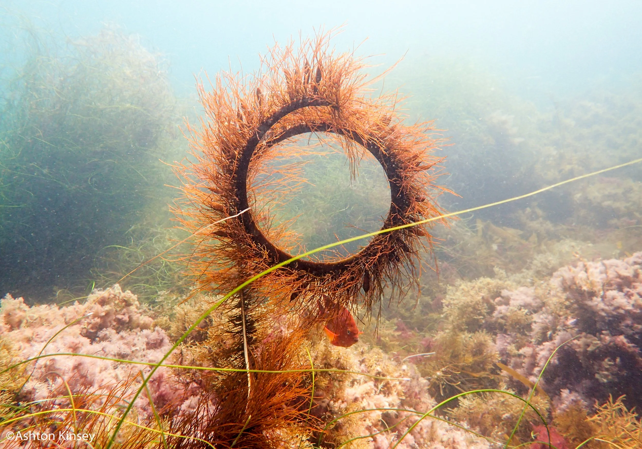 algae.jpg
