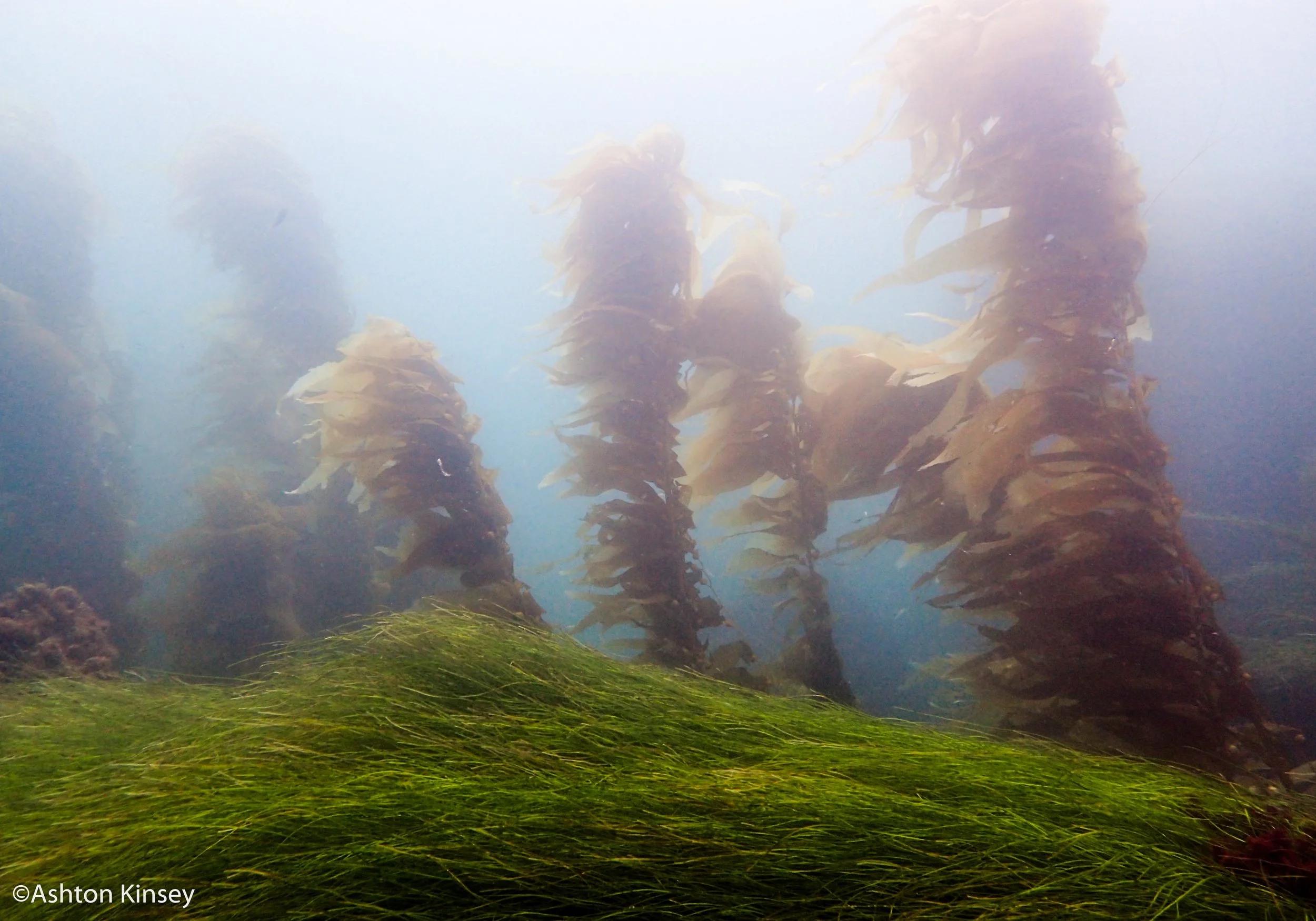 grass and trees.jpg