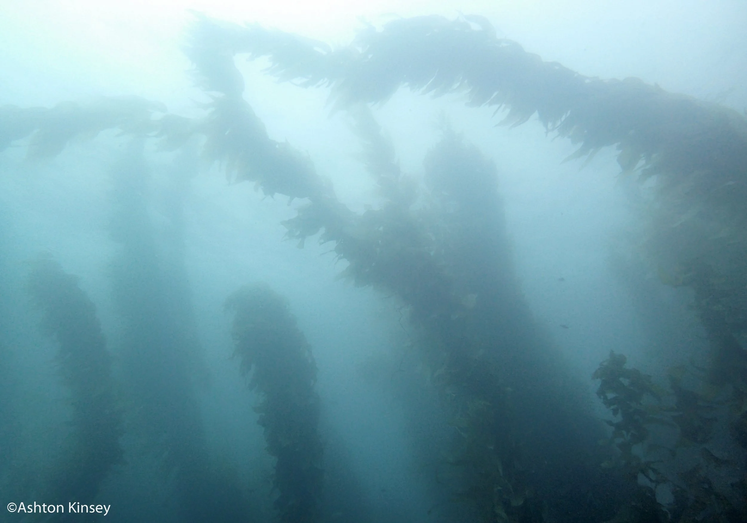 kelp trees.jpg
