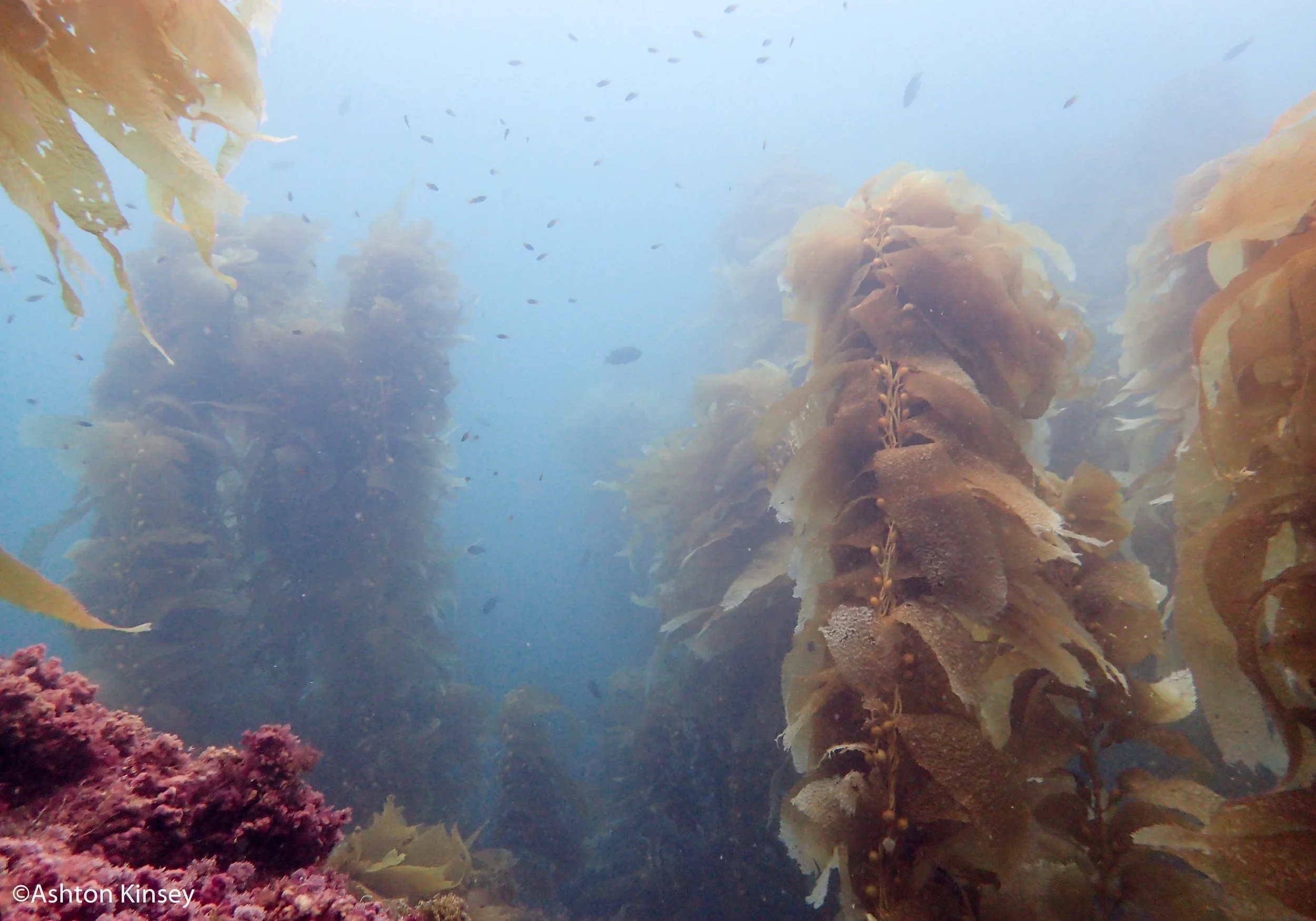 kelp.jpg