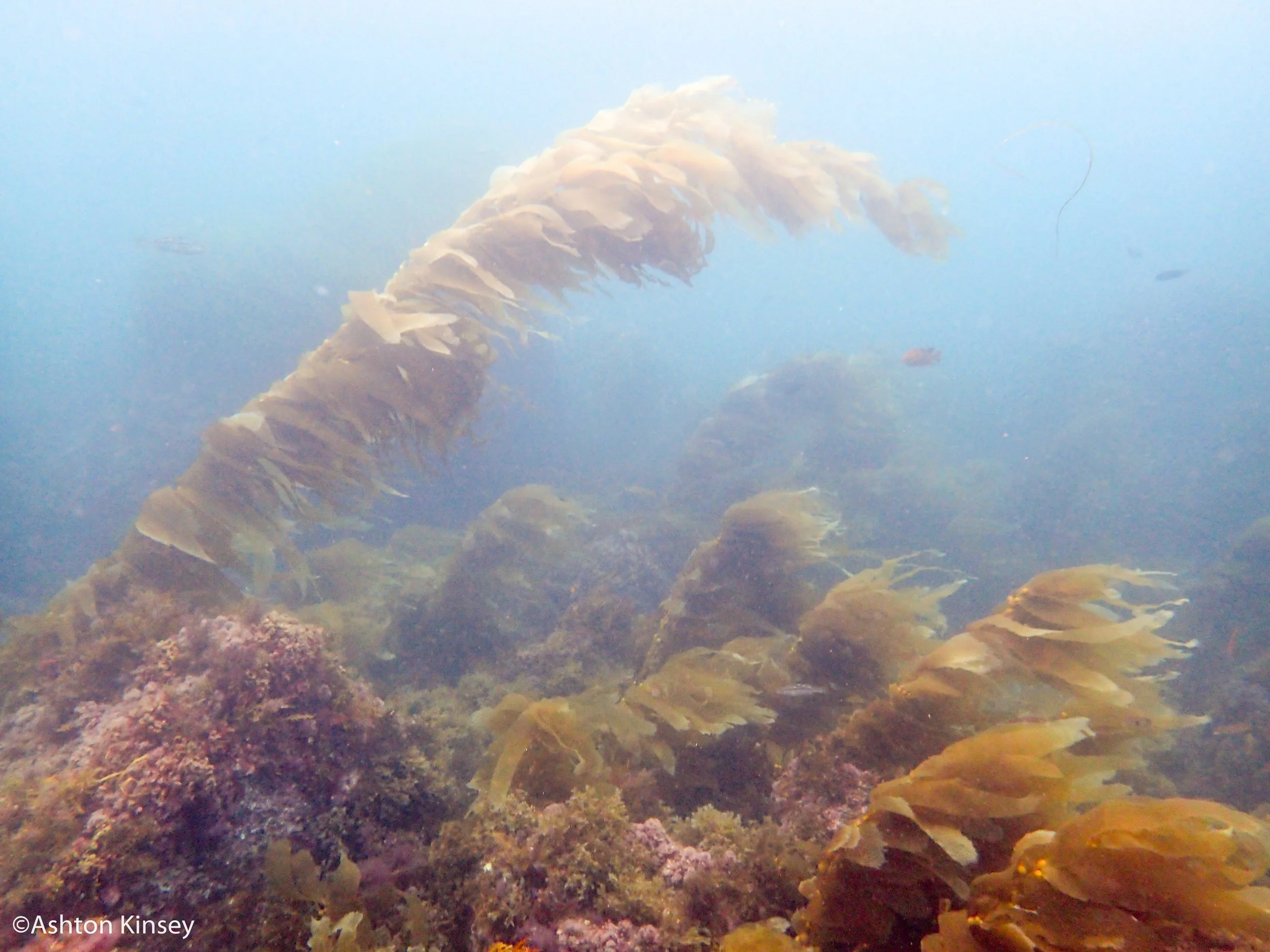 kelps.jpg