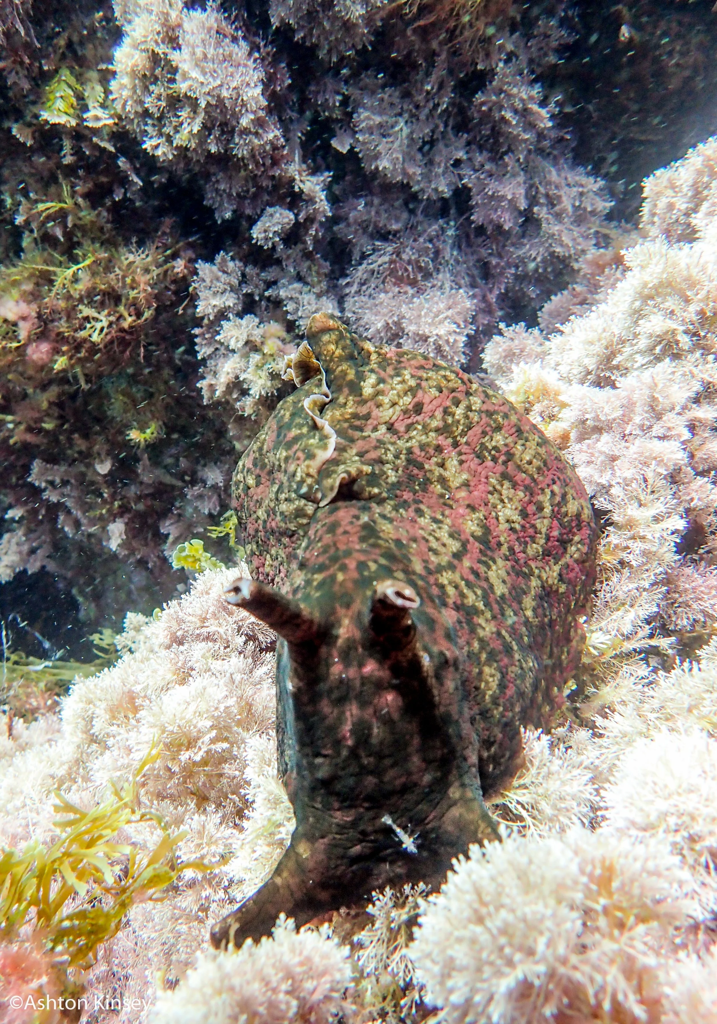 sea hare and shrimp.jpg