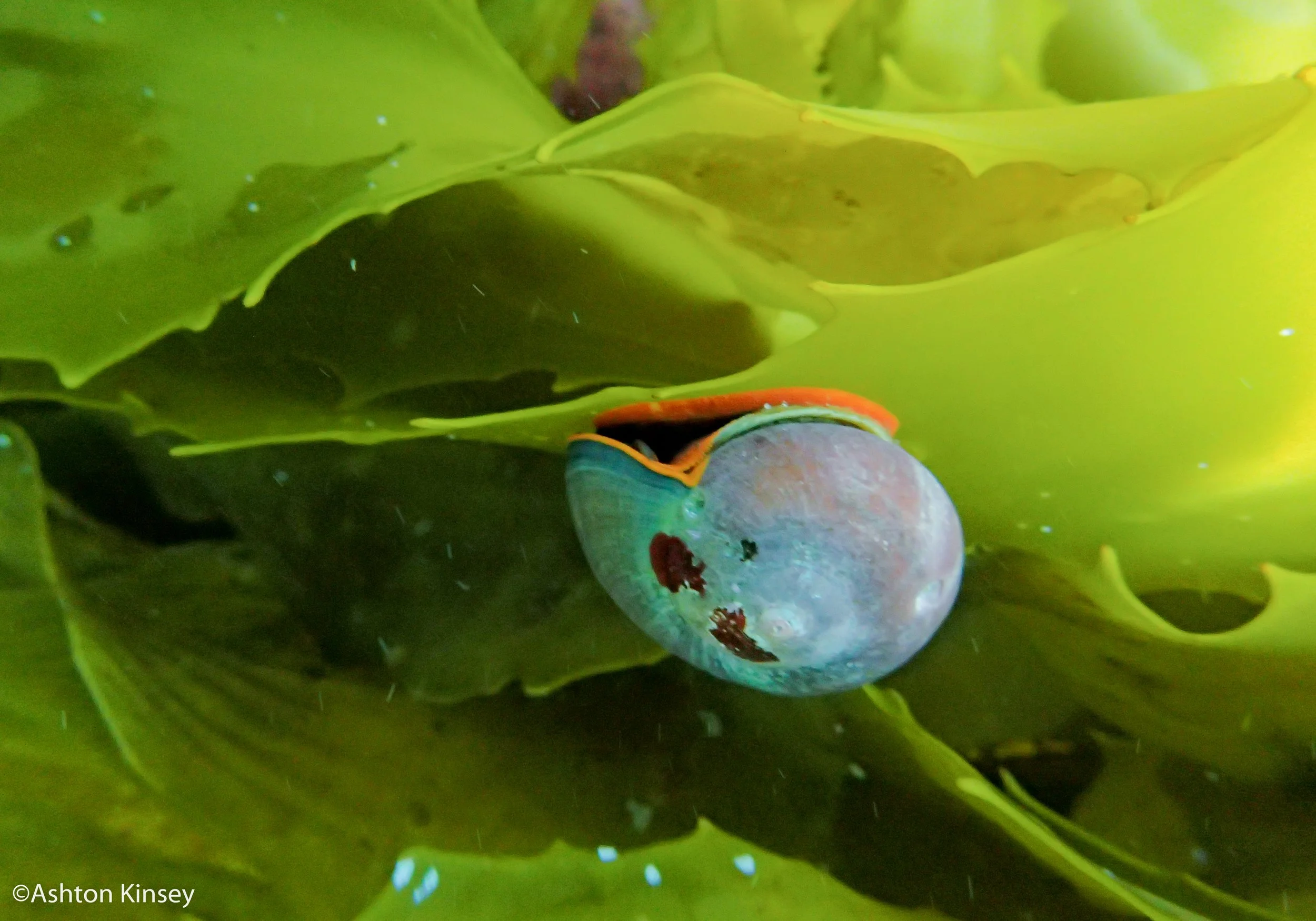 snail.jpg