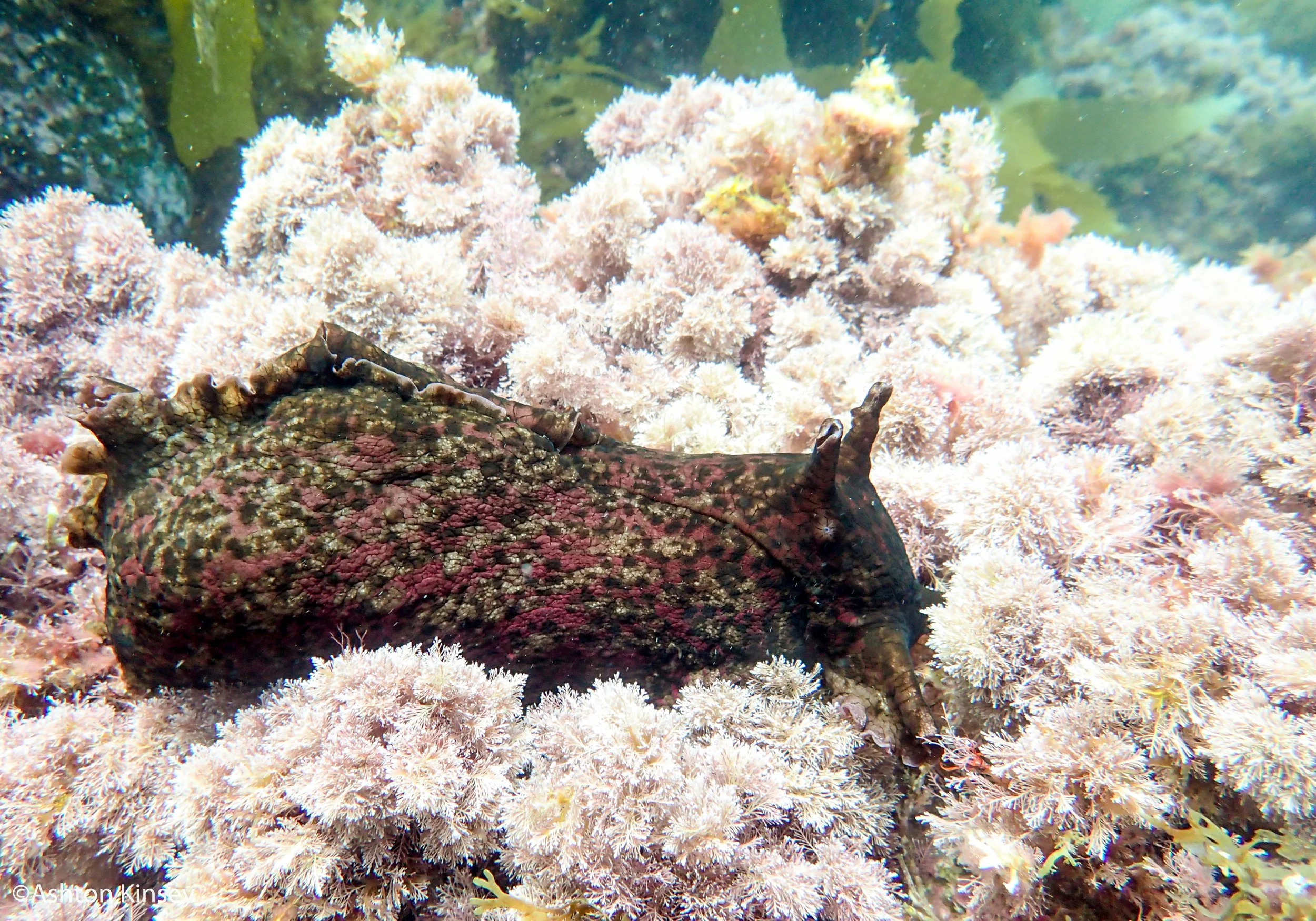 sea hare.jpg
