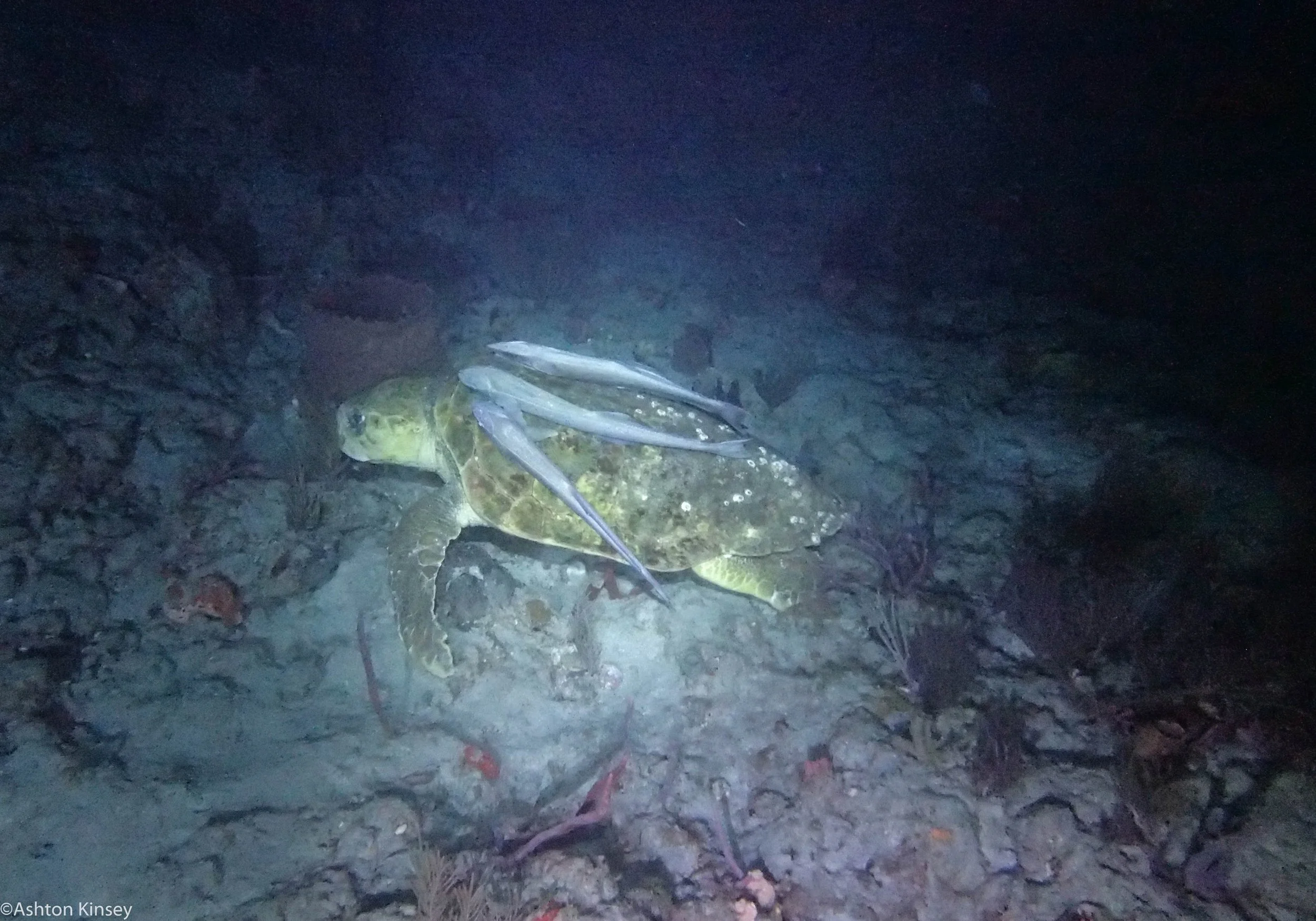Dive 533 Logger head turtle.jpg
