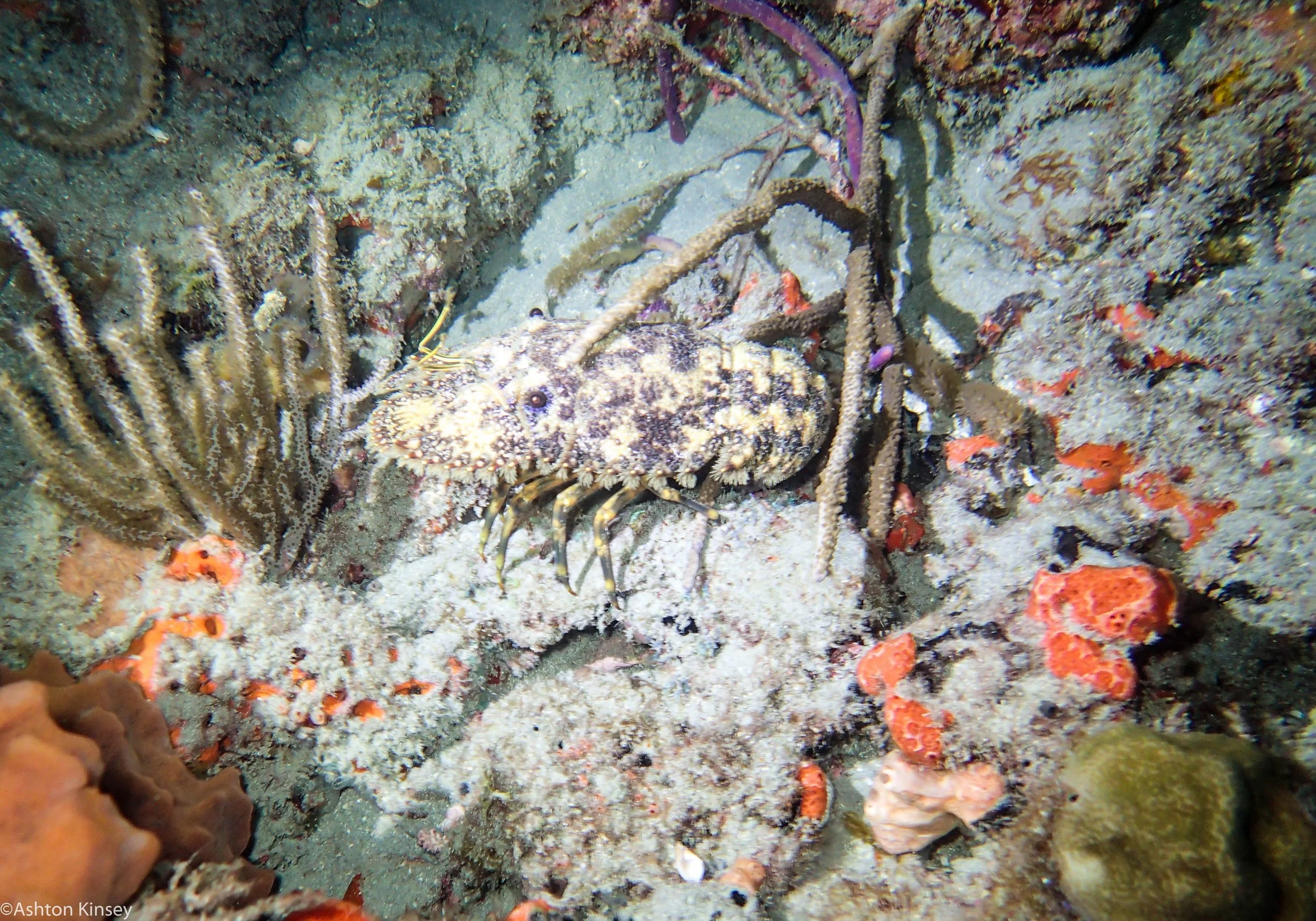 Dive 533 Slipper Lobster_.jpg
