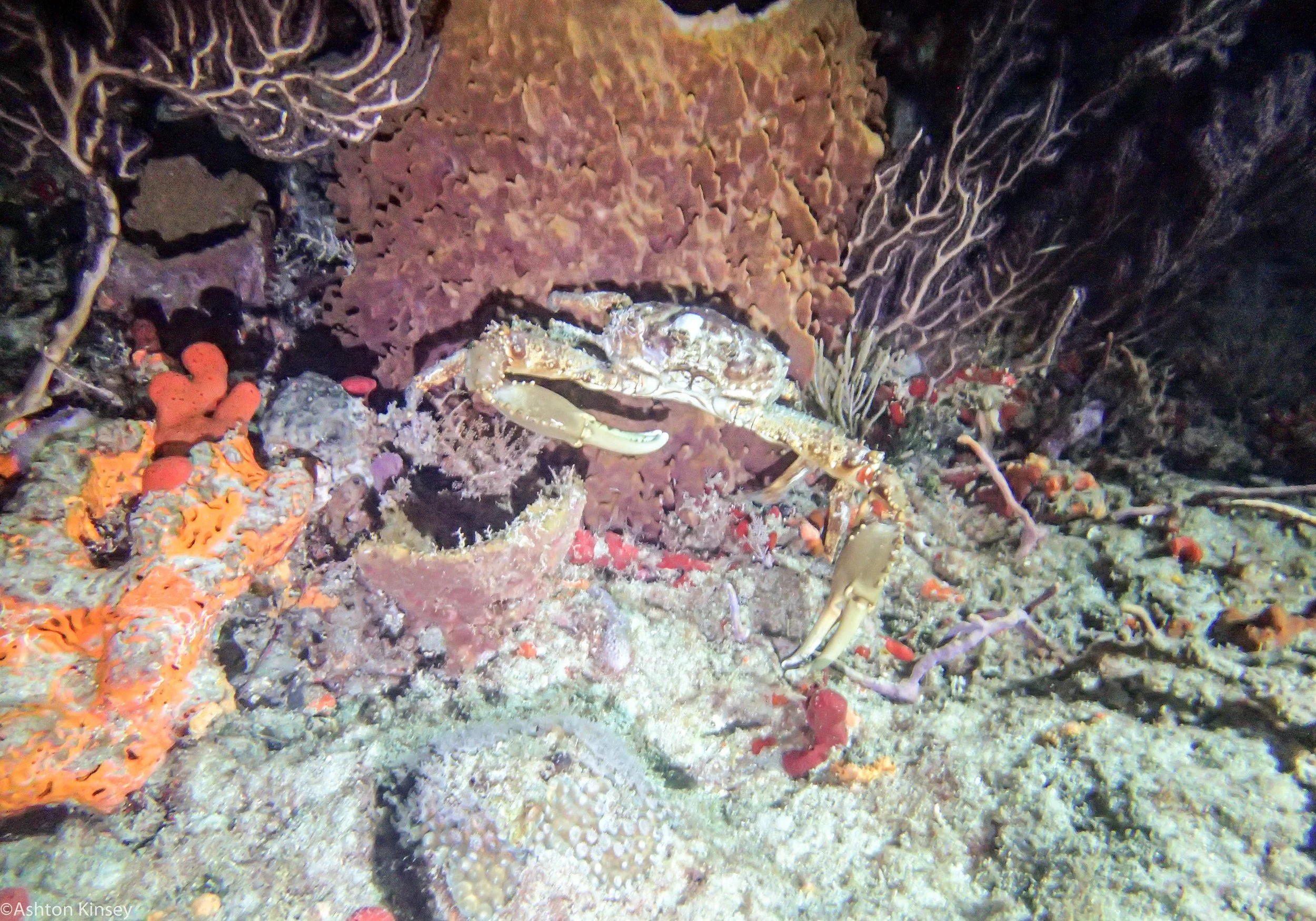 Dive 534 Breakers Crab.jpg