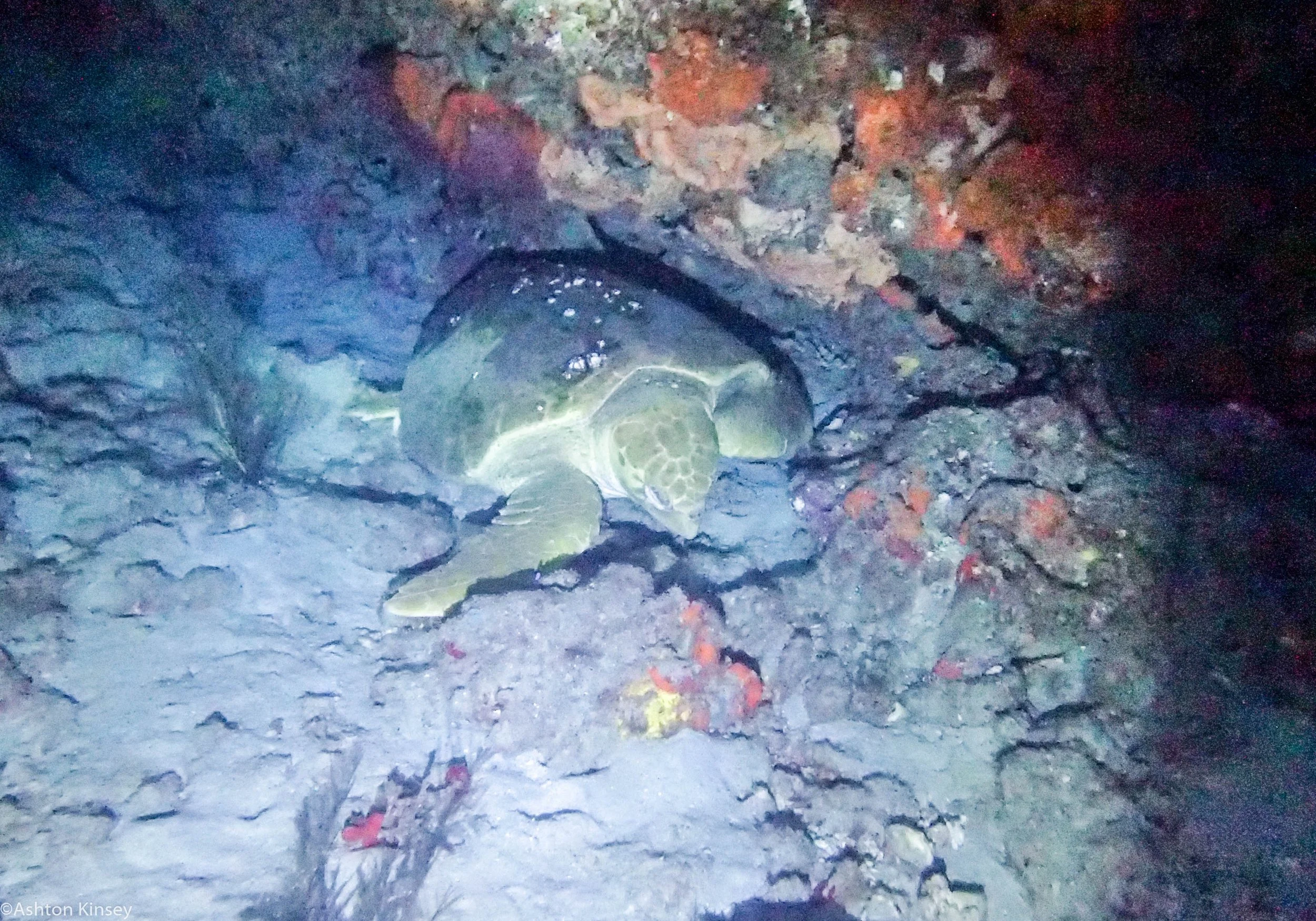 Dive 534 Breakers Turtle.jpg