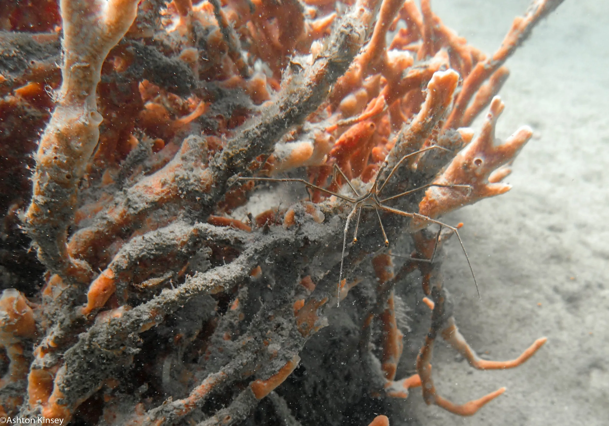 BHB Arrow Crab-2.jpg