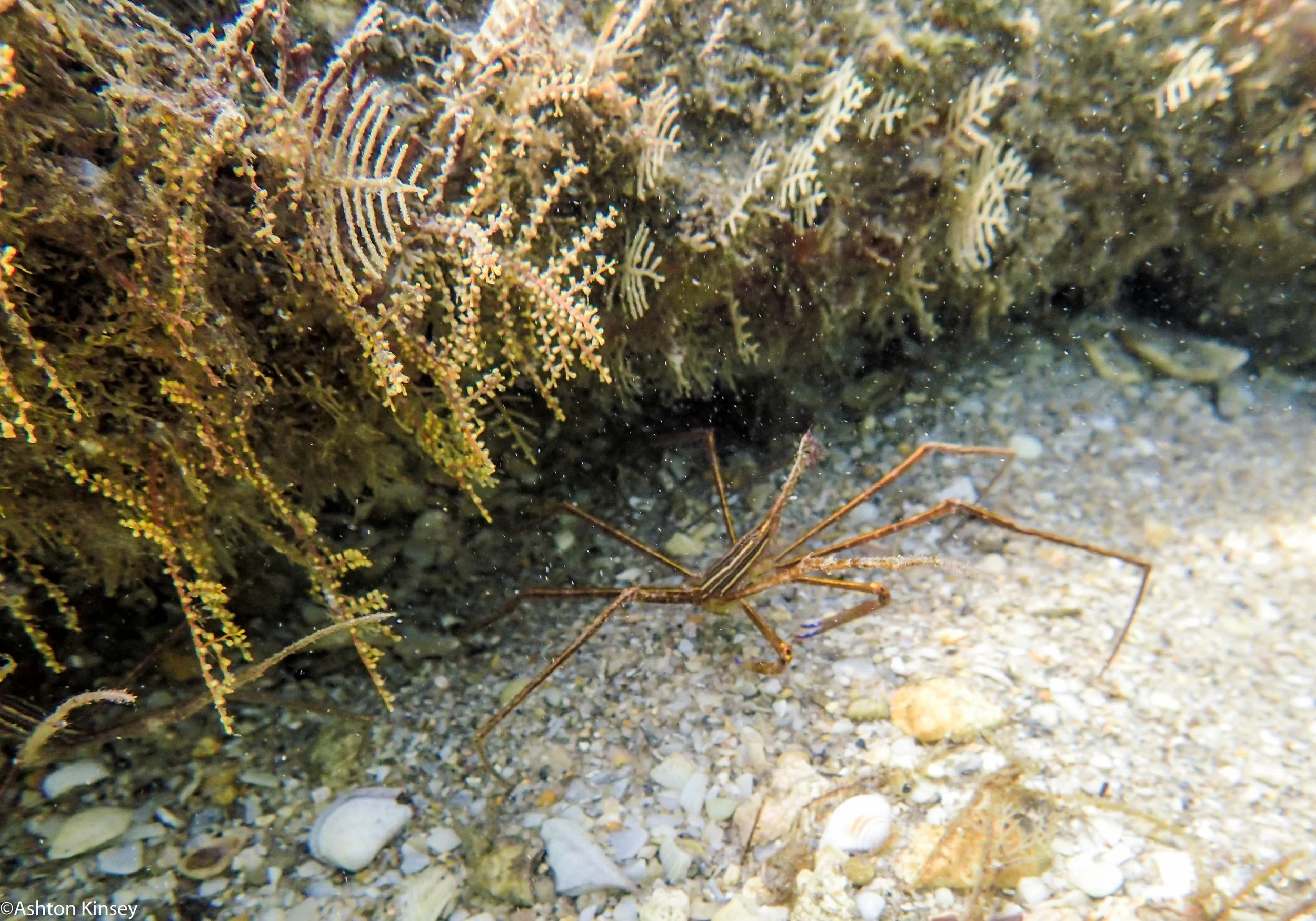 BHB Arrow Crab.jpg