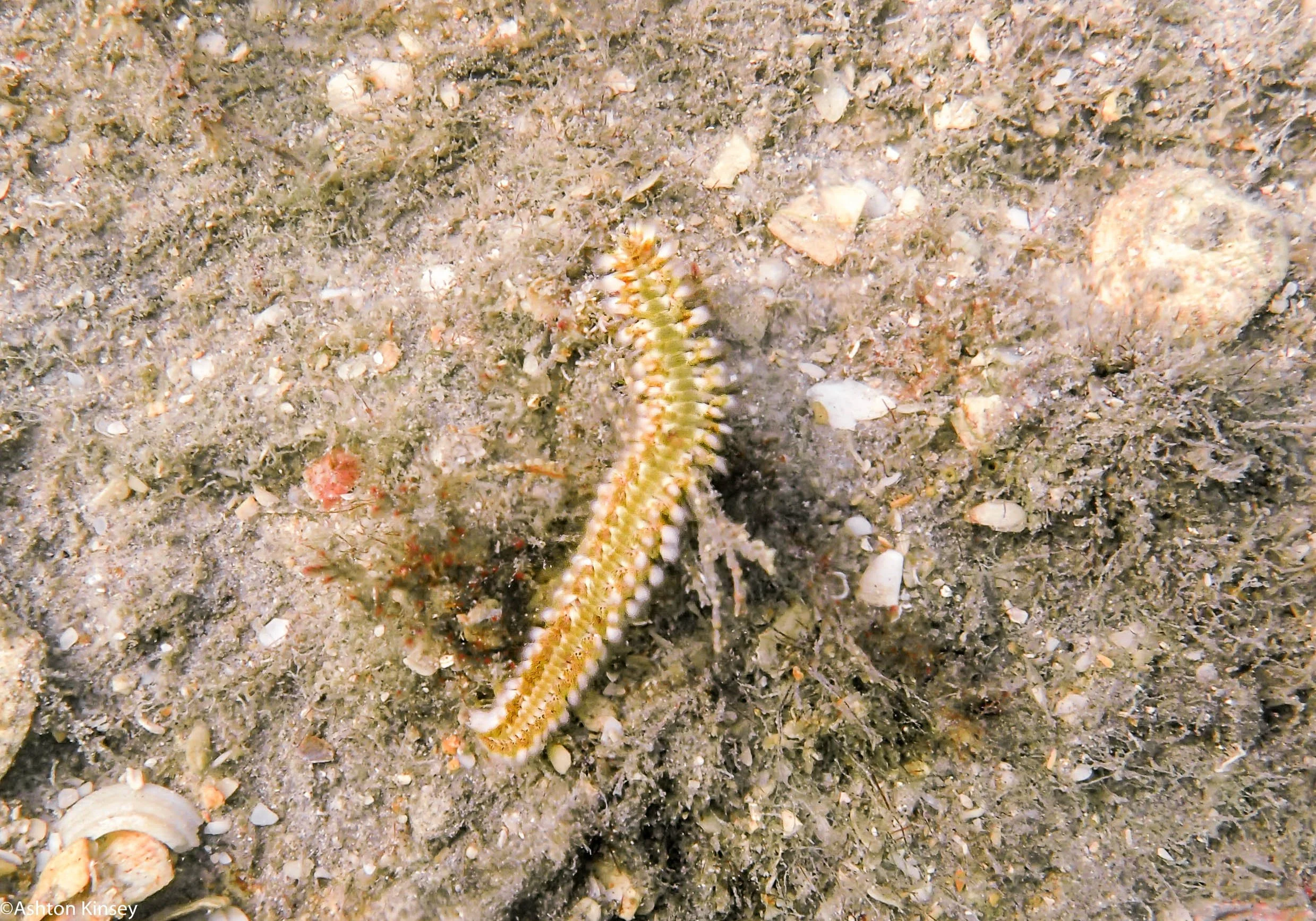 BHB Fireworm_.jpg
