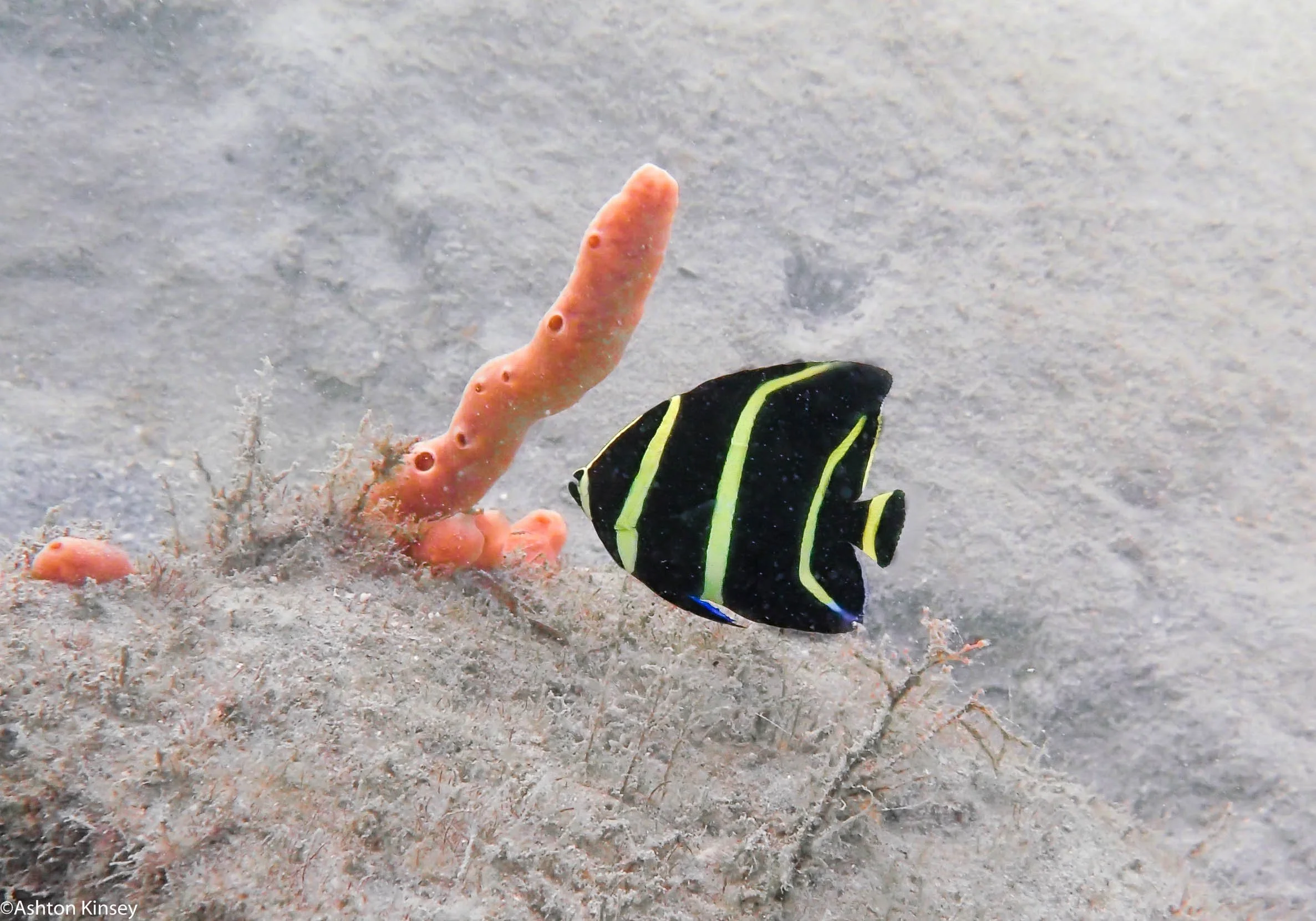 BHB Grey Angelfish Juvi.jpg